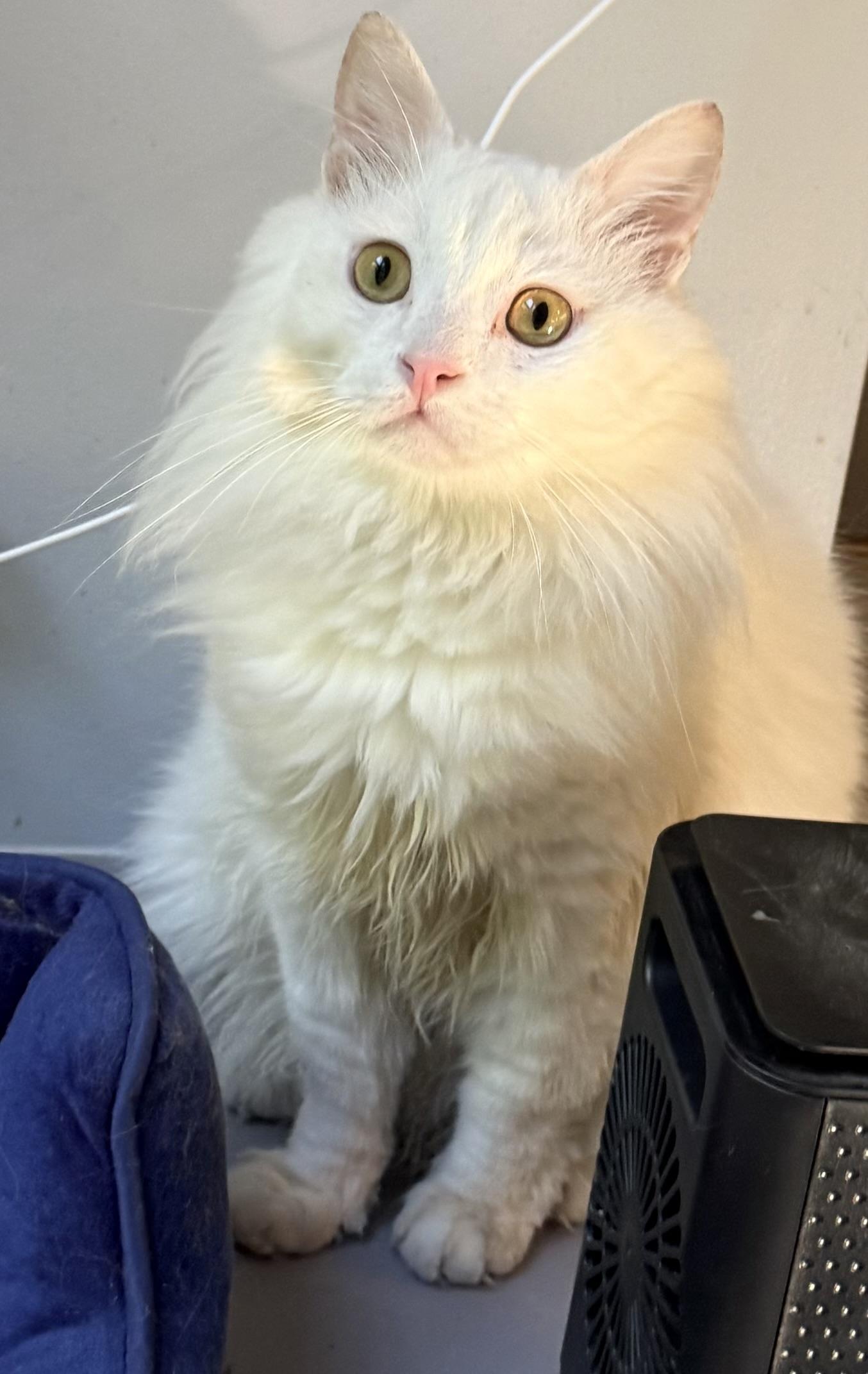 Enlarge Fabulous Snuggly Fawkes- videos, a ADOPTABLE mixed breed in Woodbridge, VA image 3/6