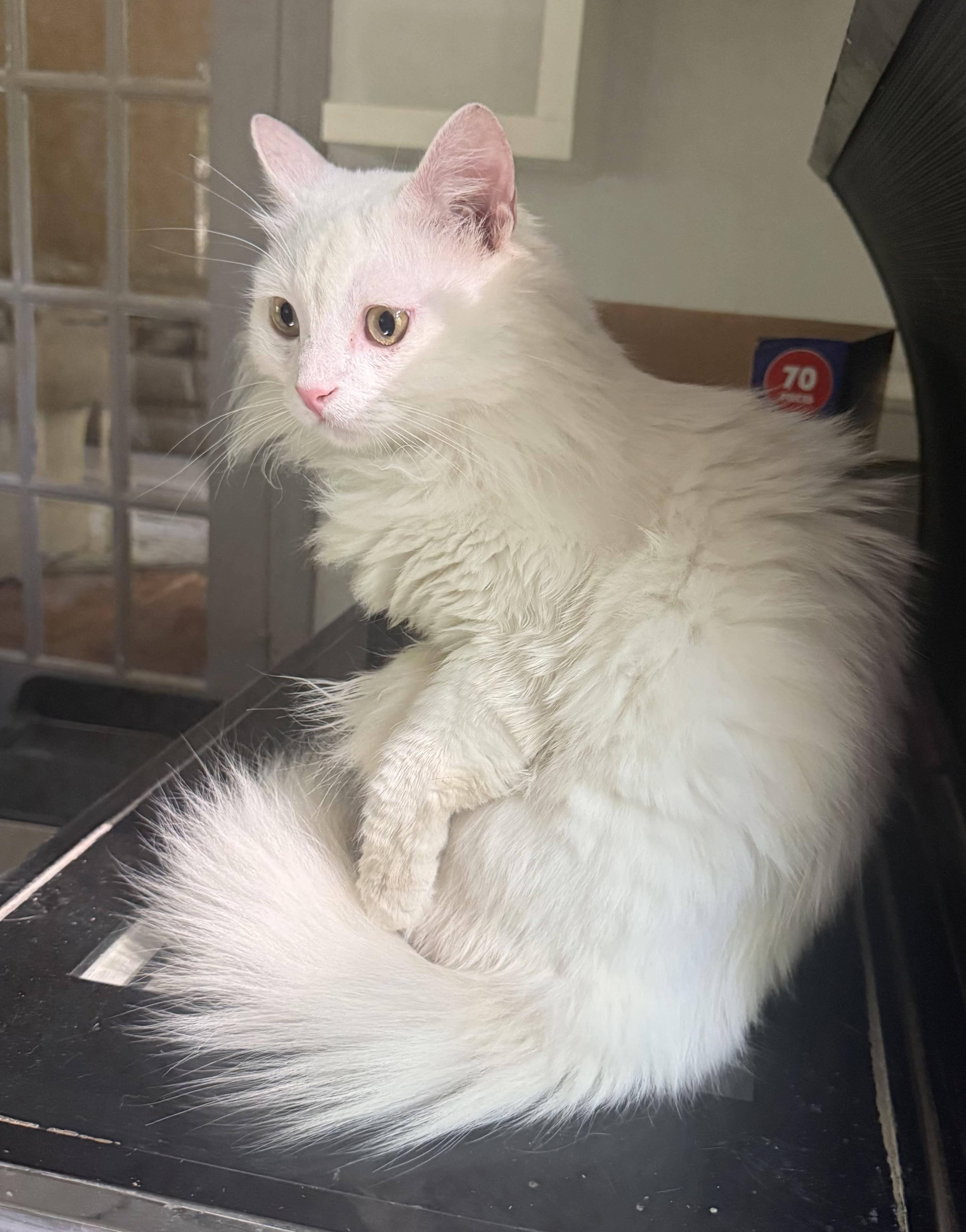 Enlarge Fabulous Snuggly Fawkes- videos, a ADOPTABLE mixed breed in Woodbridge, VA image 5/6