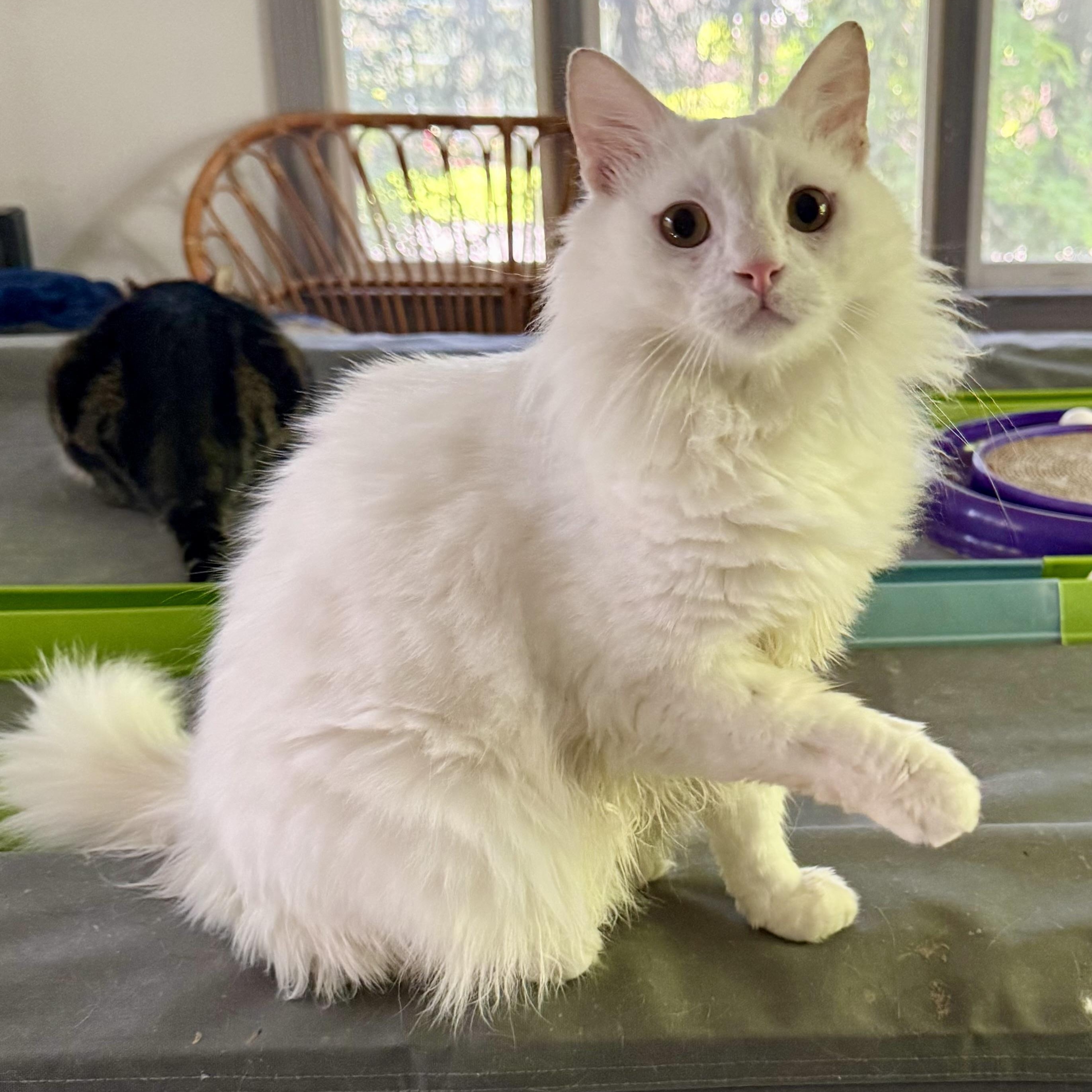 Enlarge Fabulous Snuggly Fawkes- videos, a ADOPTABLE mixed breed in Woodbridge, VA image 2/6