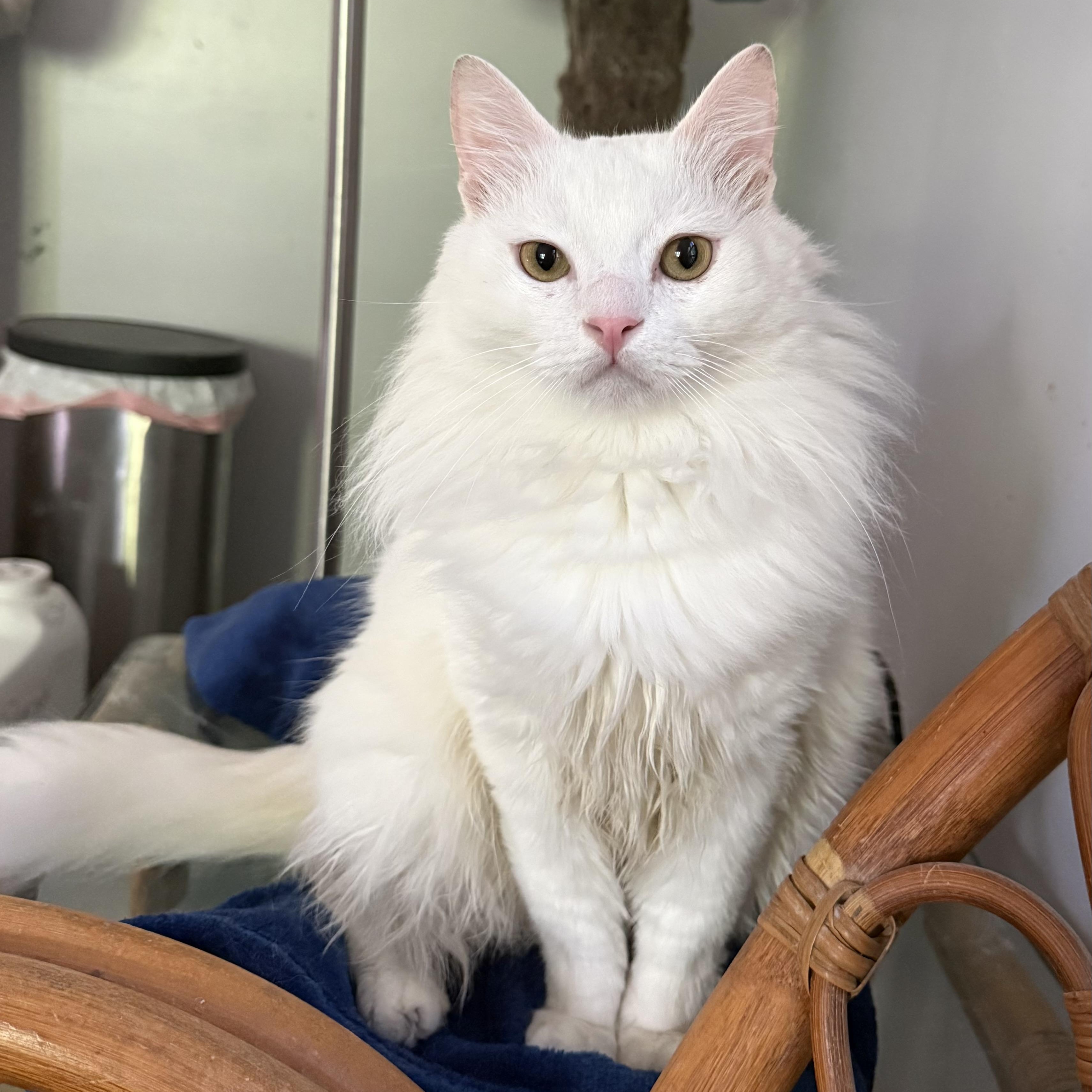 Enlarge Fabulous Snuggly Fawkes- videos, a ADOPTABLE mixed breed in Woodbridge, VA image 1/6