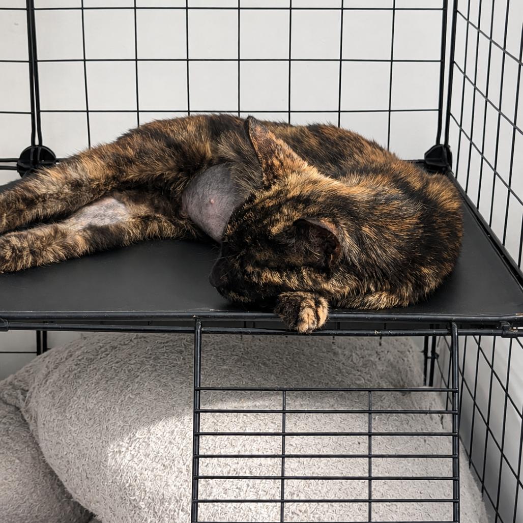 Maple, Adoptable, Young Female Domestic Short Hair.