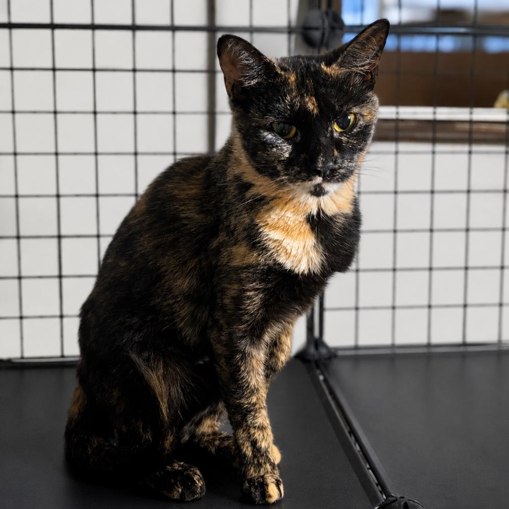 Maple, a Adoptable Domestic Short Hair in Medford, NJ image 2/2
