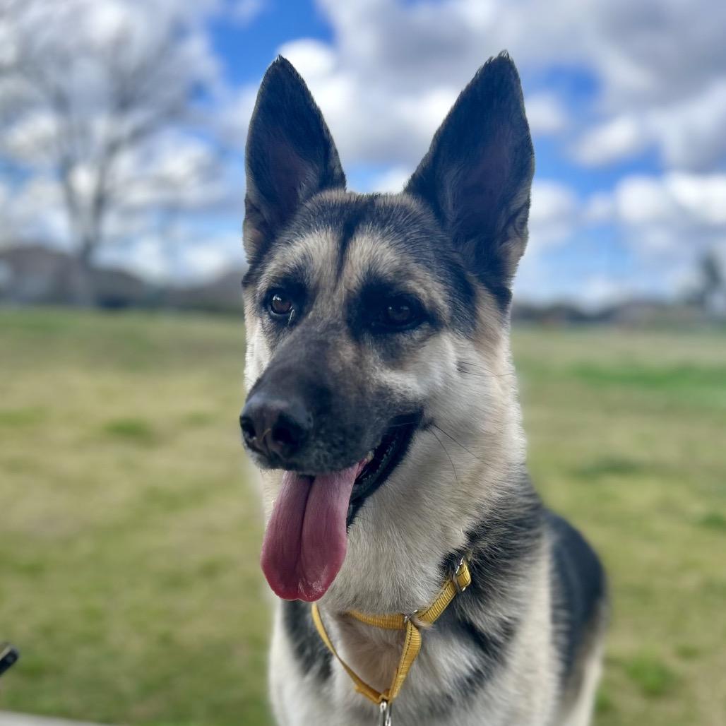 Alicia Keys, an adopted German Shepherd Dog in The Woodlands, TX image 2/6