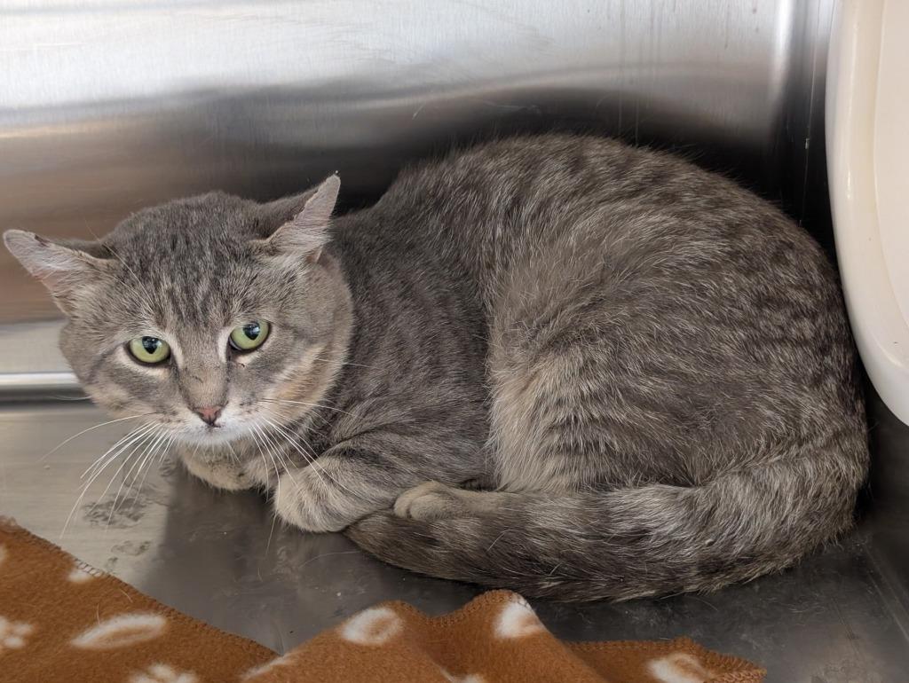 Enlarge Silver, a Adoptable mixed breed in Havre, MT image 1/1