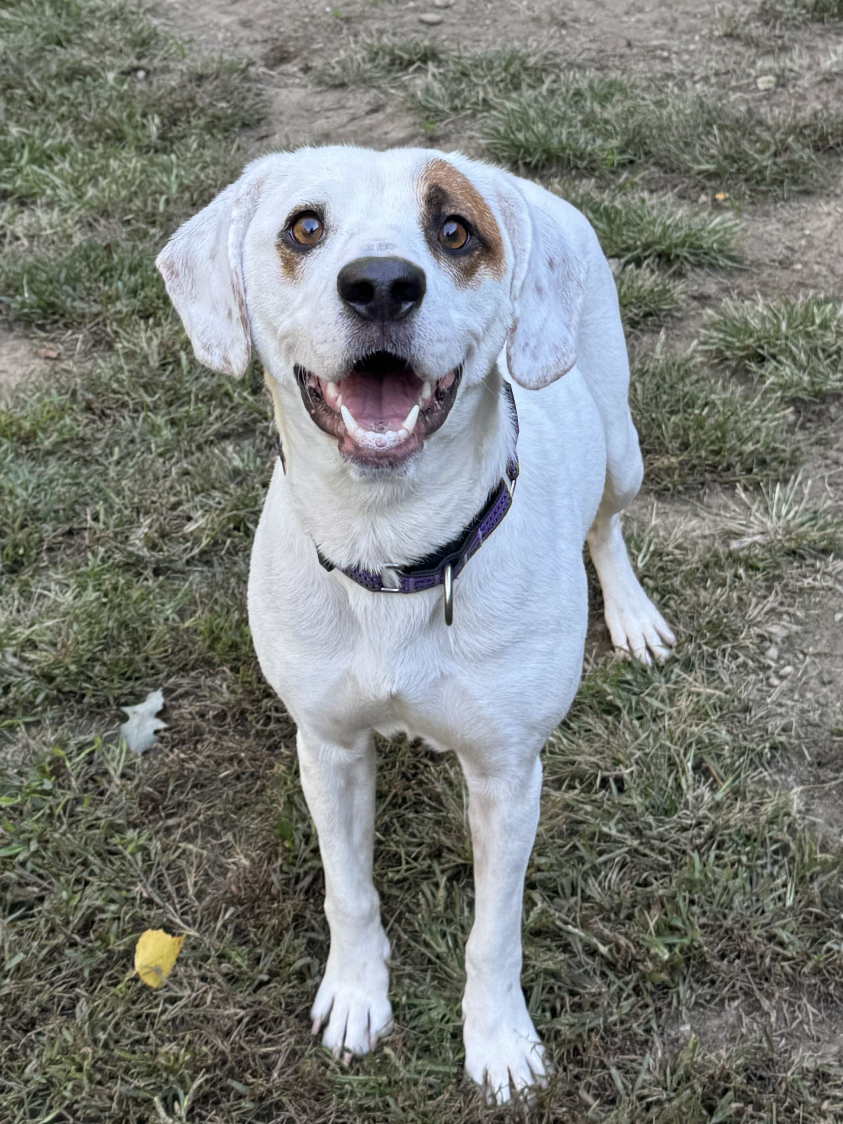 Dog for adoption Bluebelle, a Hound Mix in South Kingstown, RI
