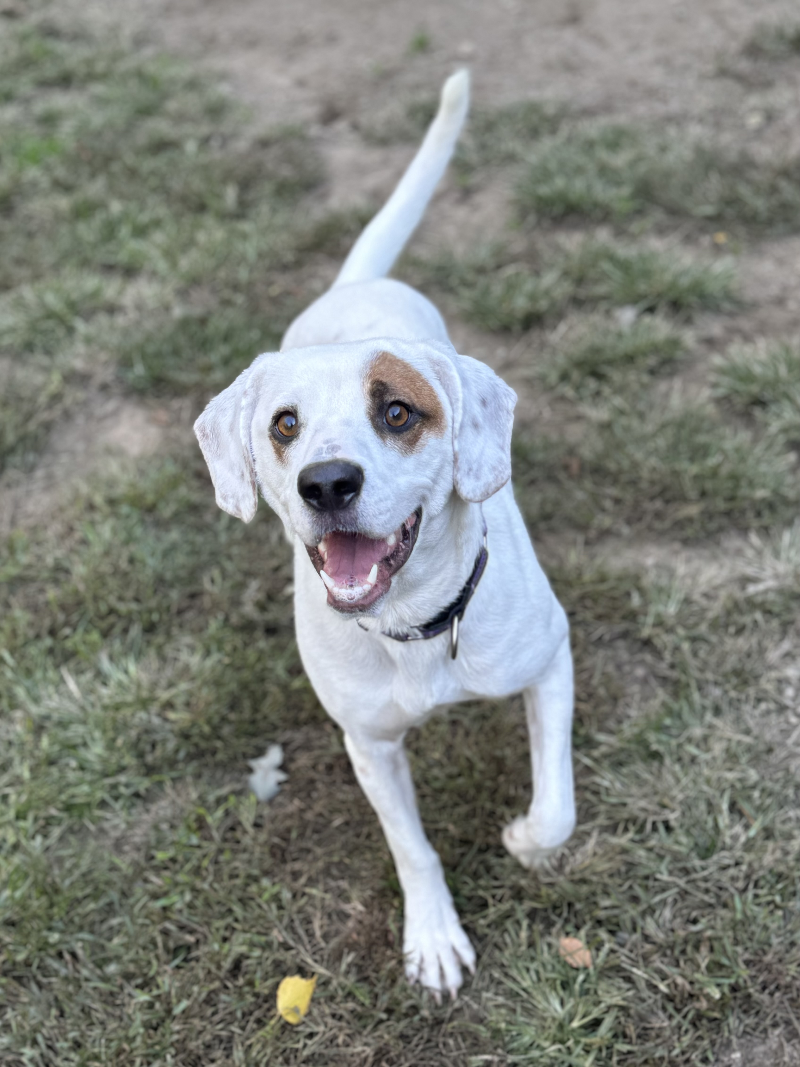 Dog for adoption Bluebelle, a Hound Mix in South Kingstown, RI