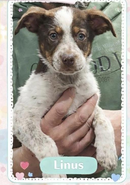 LINUS, Adoptable, Puppy Male Catahoula Leopard Dog & Australian Shepherd.
