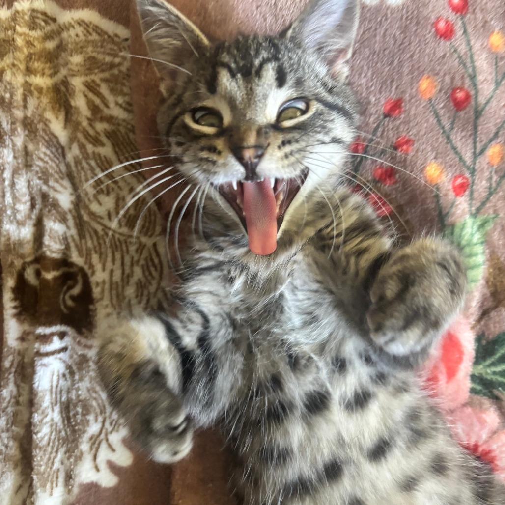 Enlarge Lutz C11252, a Adoptable Domestic Short Hair in Woodbury, MN image 1/6
