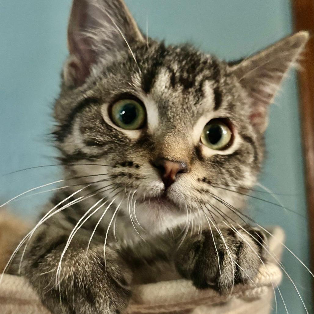 Enlarge Lutz C11252, a Adoptable Domestic Short Hair in Woodbury, MN image 3/6