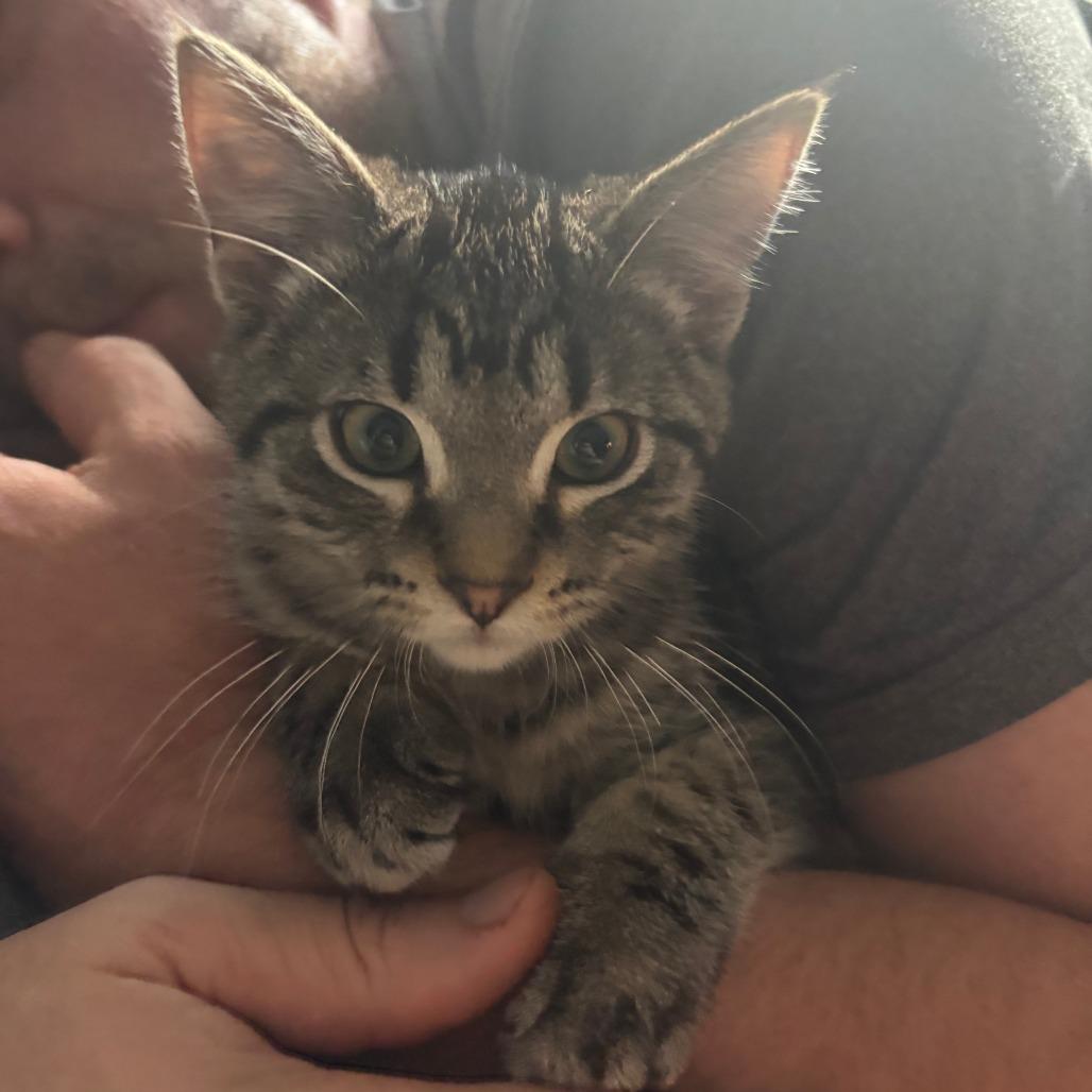 Enlarge Lutz C11252, a Adoptable Domestic Short Hair in Woodbury, MN image 4/6