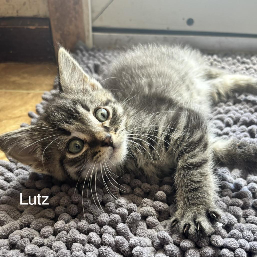 Enlarge Lutz C11252, a Adoptable Domestic Short Hair in Woodbury, MN image 2/6