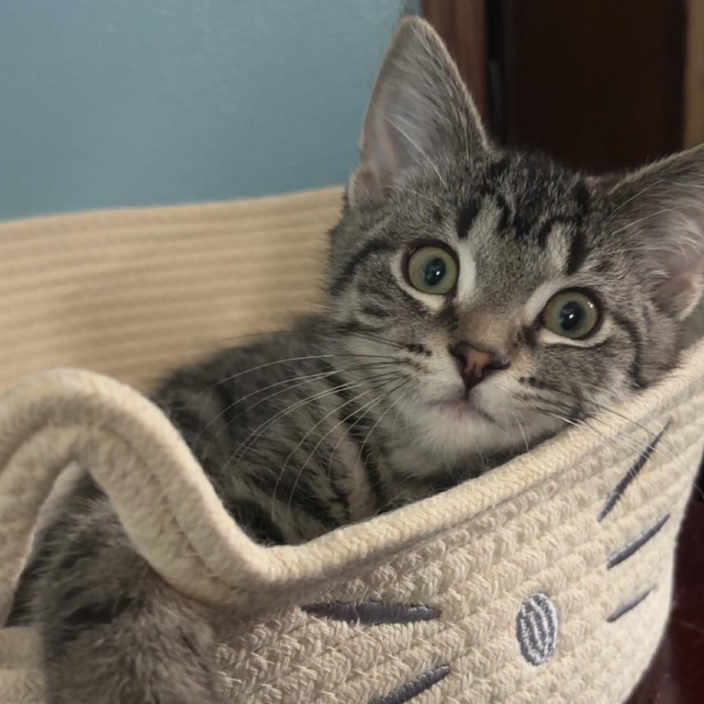 Enlarge Lutz C11252, a Adoptable Domestic Short Hair in Woodbury, MN image 5/6