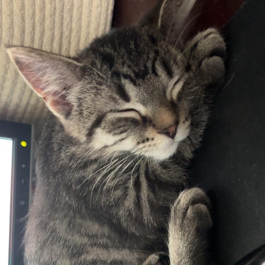 Enlarge Lutz C11252, a Adoptable Domestic Short Hair in Woodbury, MN image 6/6