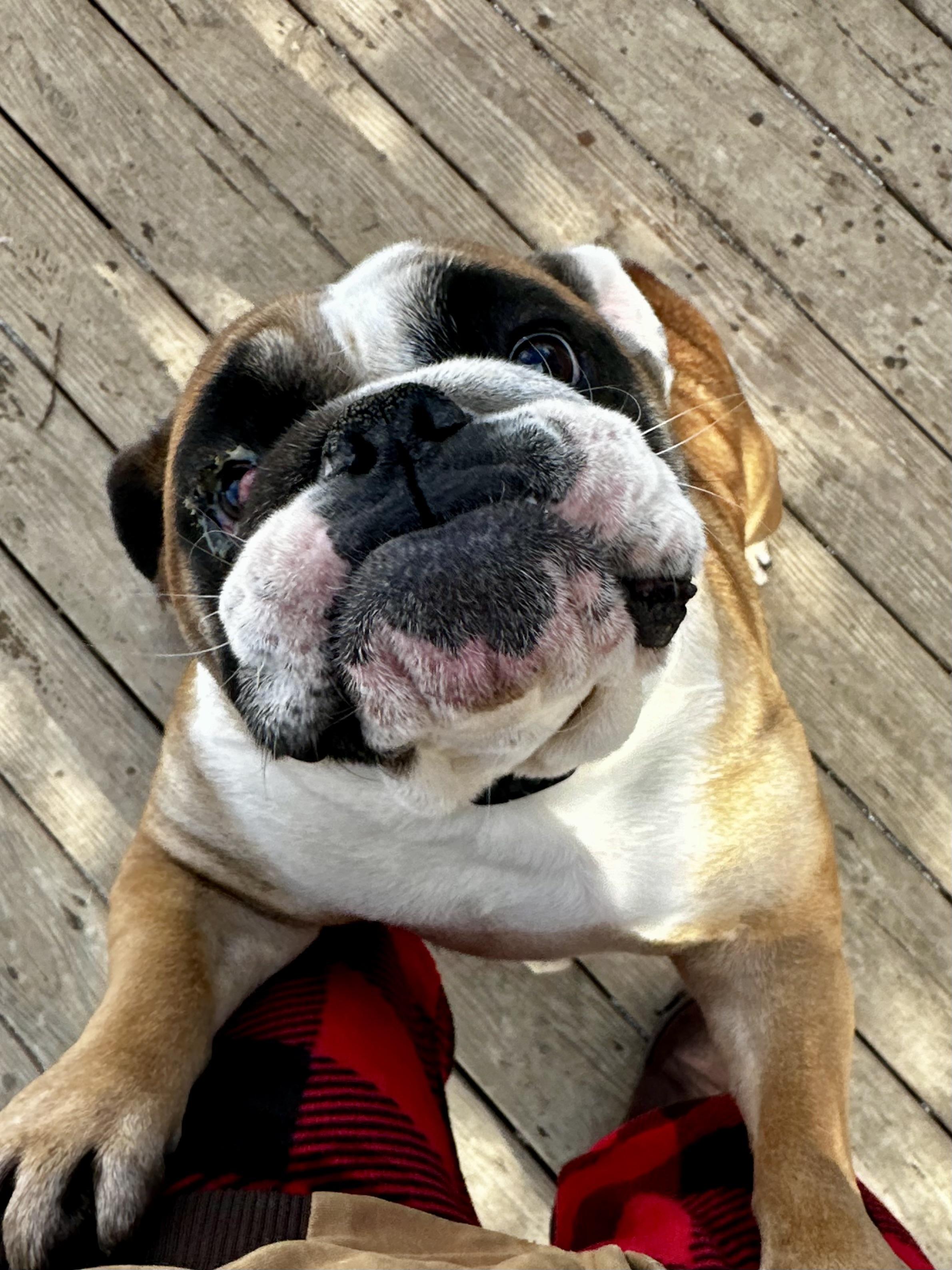 Freya, adopted, Young Female English Bulldog.