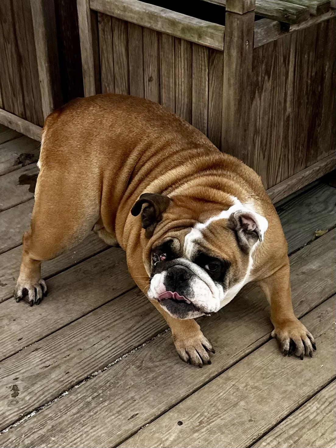 Enlarge Freya, an adopted English Bulldog in Greenfield, OH image 5/5