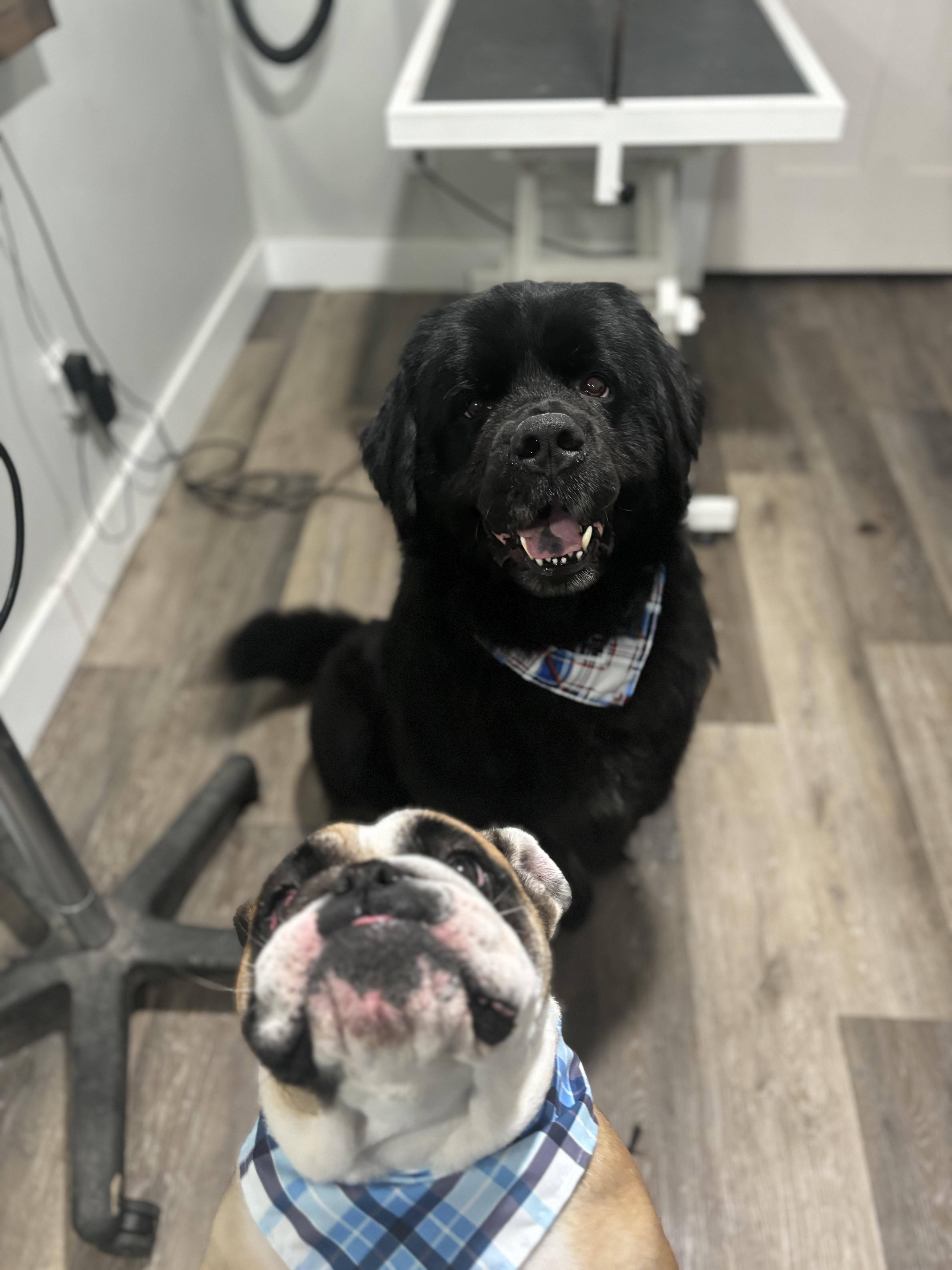 Enlarge Freya, an adopted English Bulldog in Greenfield, OH image 2/5