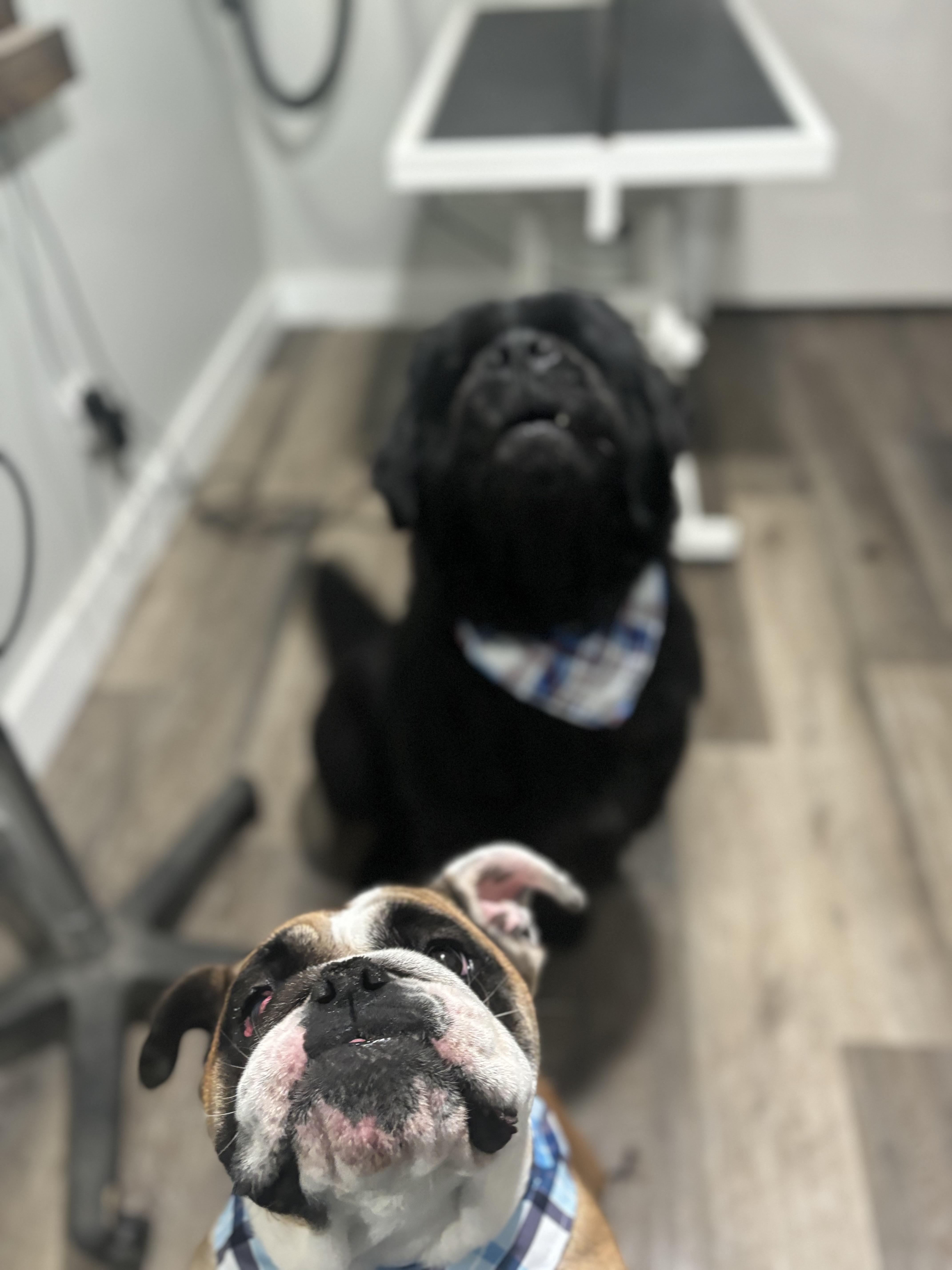 Enlarge Freya, an adopted English Bulldog in Greenfield, OH image 3/5