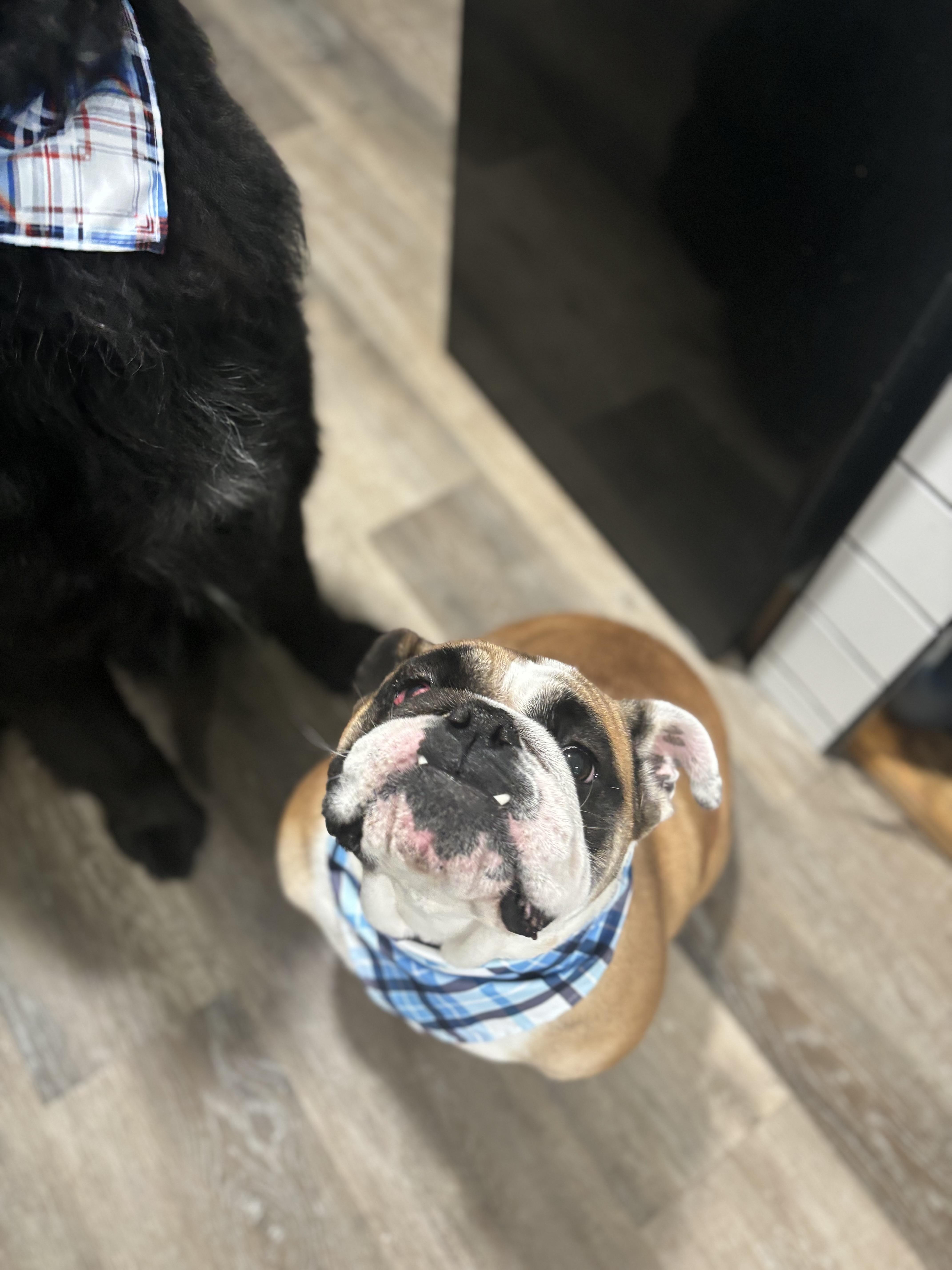 Enlarge Freya, an adopted English Bulldog in Greenfield, OH image 4/5