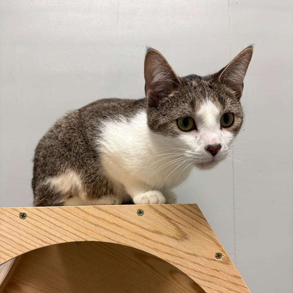 Enlarge Kilo, a Adoptable American Shorthair in Greenfield, IN image 1/1