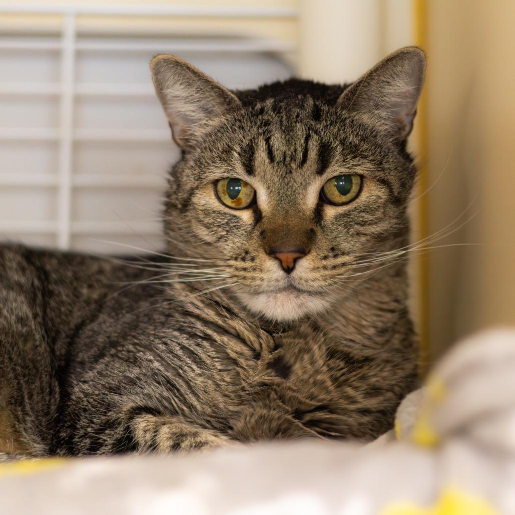 Pepper, Adoptable, Senior Male Domestic Short Hair.