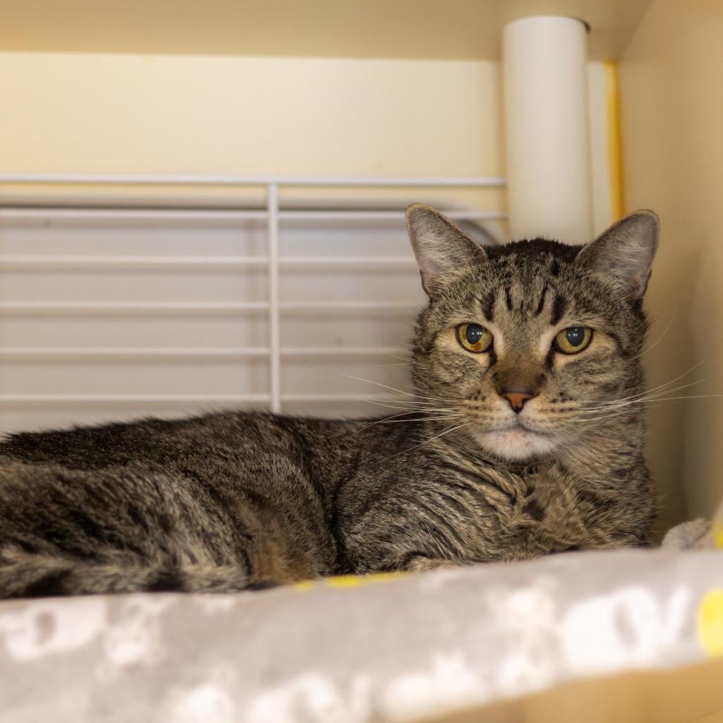 Enlarge Pepper, a Adoptable Domestic Short Hair in Newark, DE image 2/4