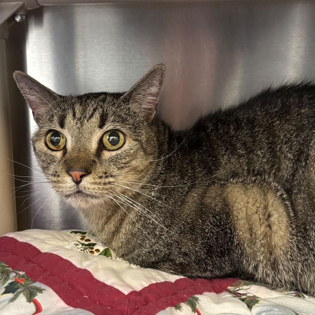 Enlarge Pepper, a Adoptable Domestic Short Hair in Newark, DE image 3/4