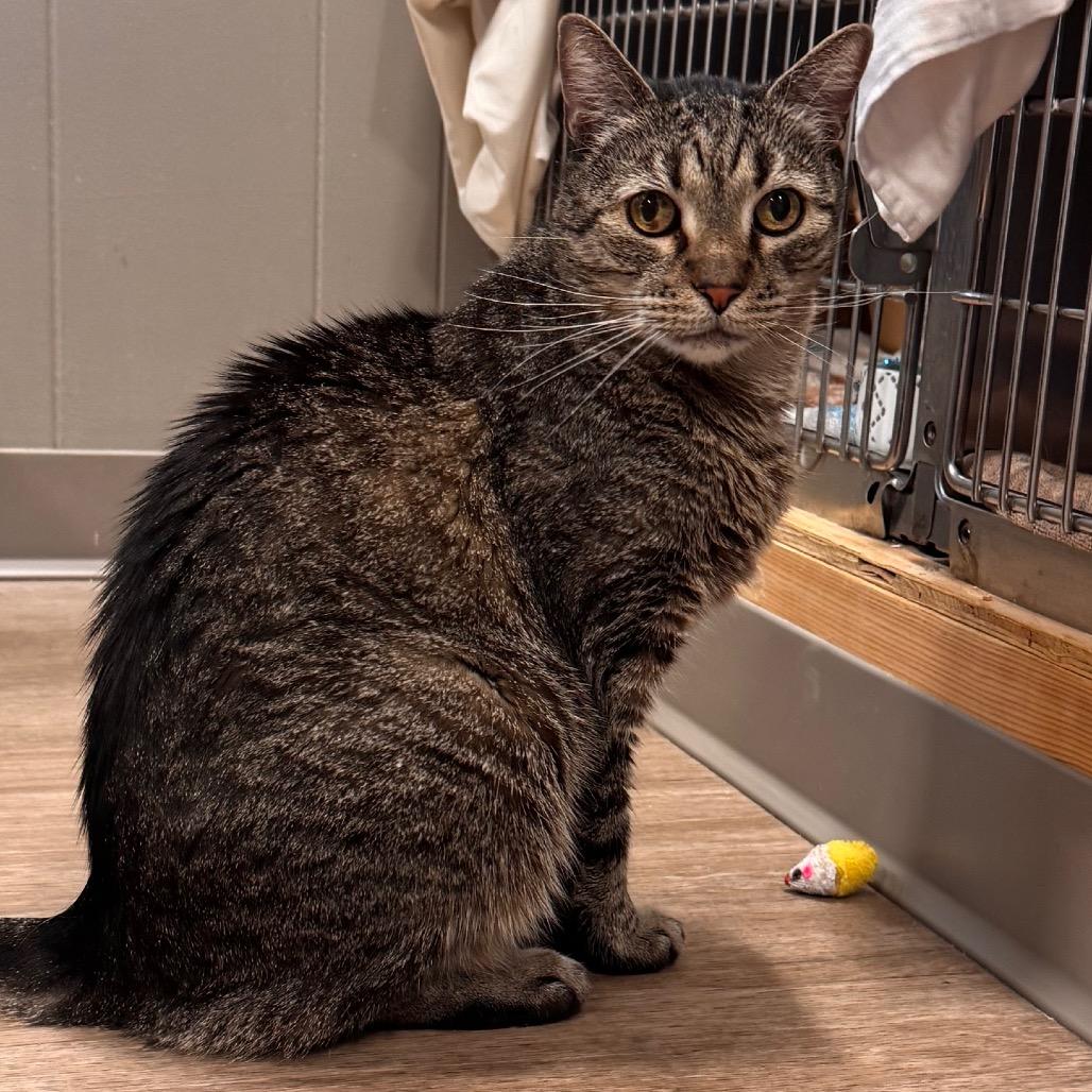 Enlarge Pepper, a Adoptable Domestic Short Hair in Newark, DE image 4/4