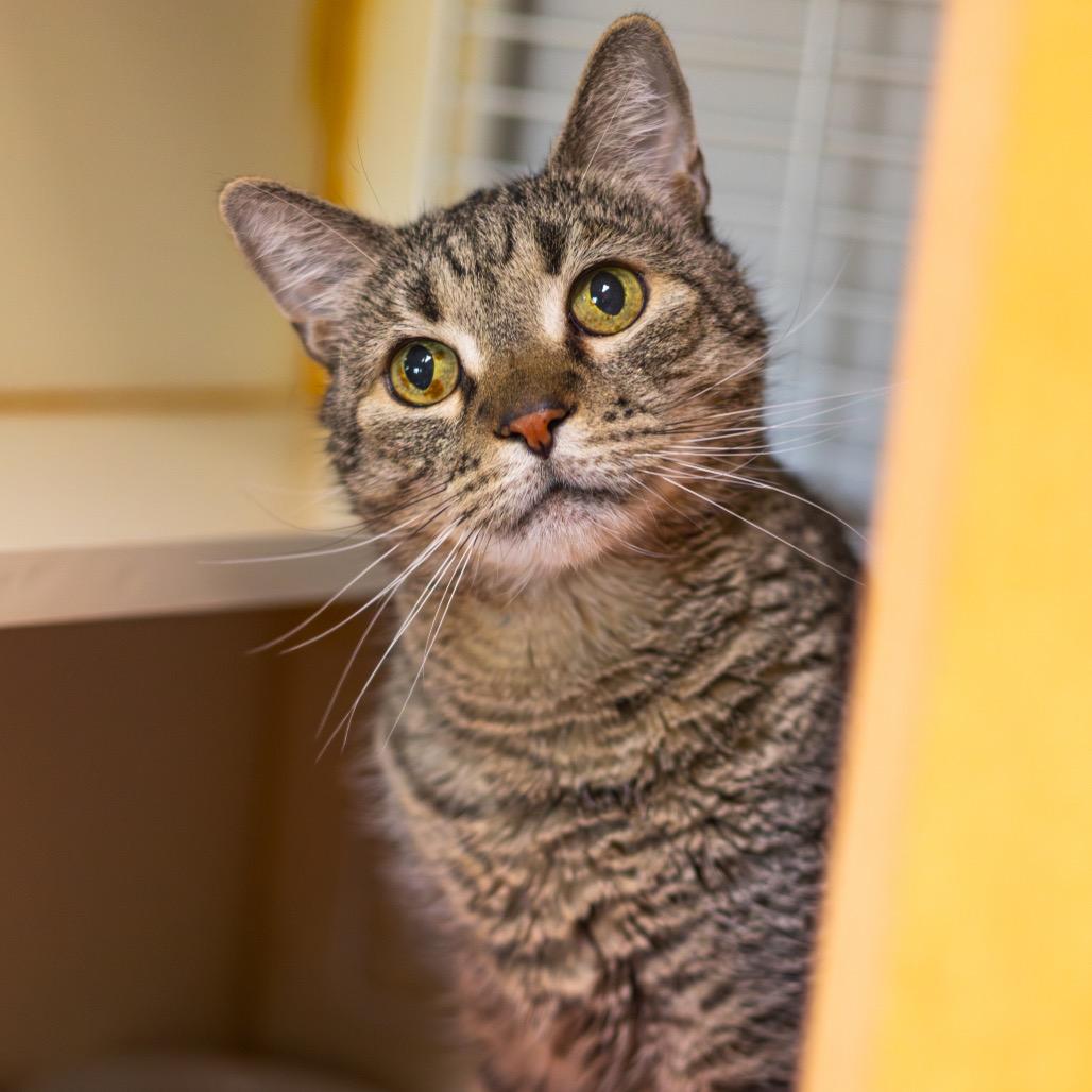 Enlarge Pepper, a Adoptable Domestic Short Hair in Newark, DE image 5/6