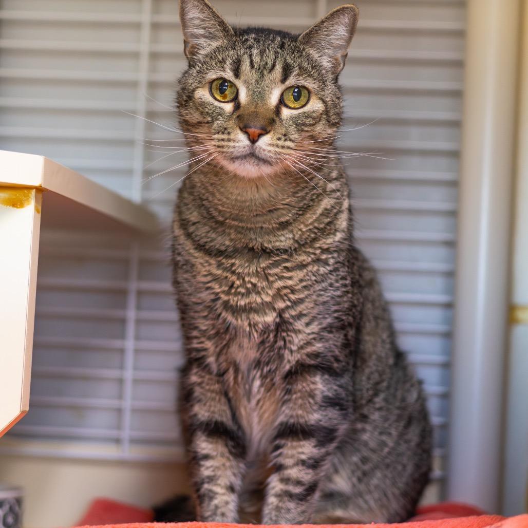 Enlarge Pepper, a Adoptable Domestic Short Hair in Newark, DE image 6/6