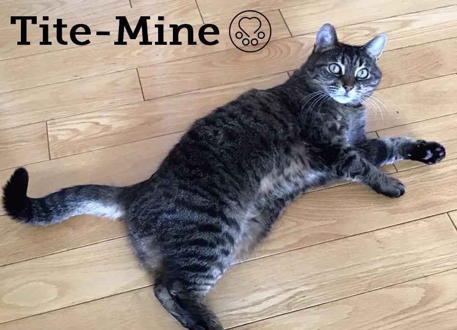Enlarge Tite-Mine, a Adoptable Domestic Short Hair in Anjou, QC image 1/1