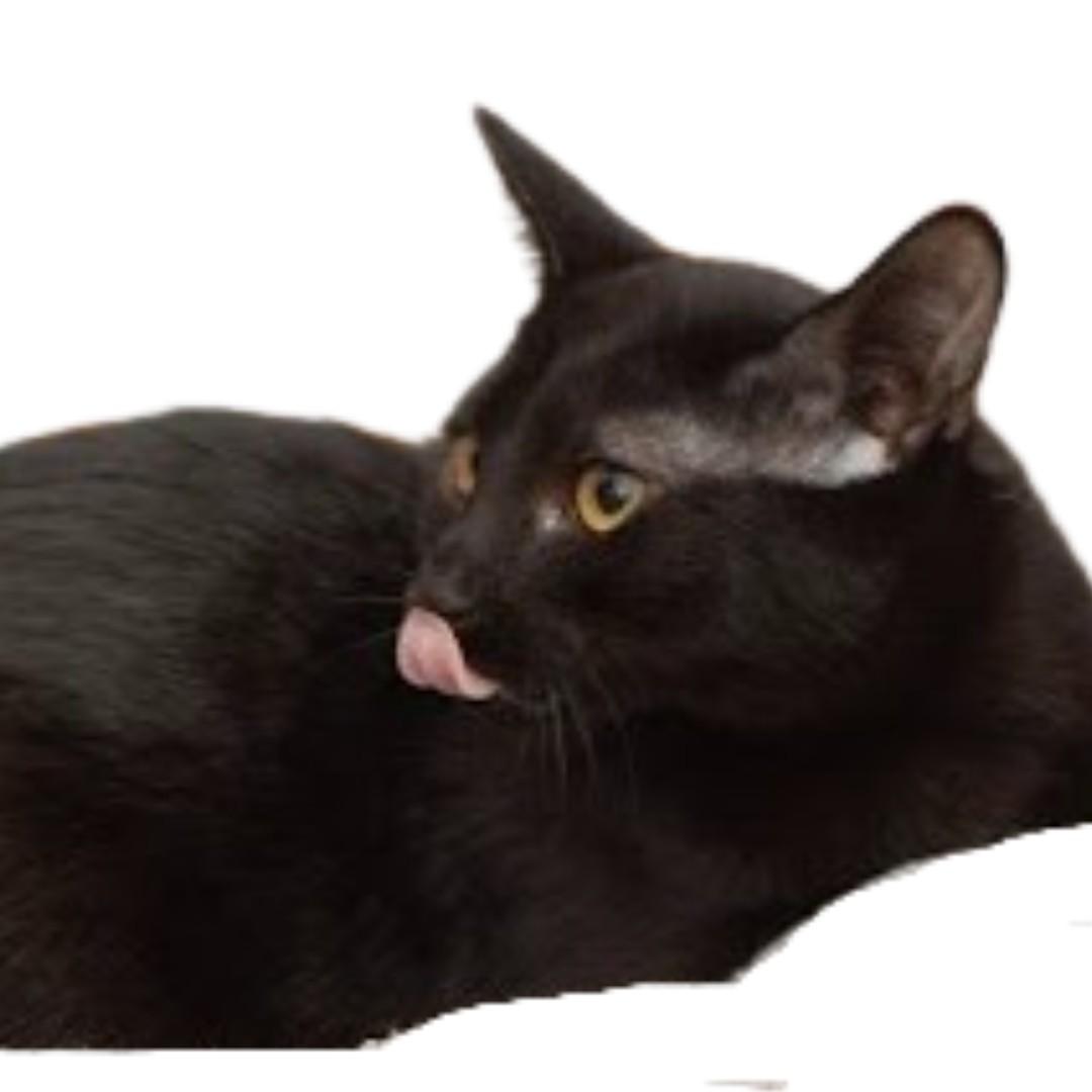 CACTUS, Adoptable, Young Female Domestic Short Hair.