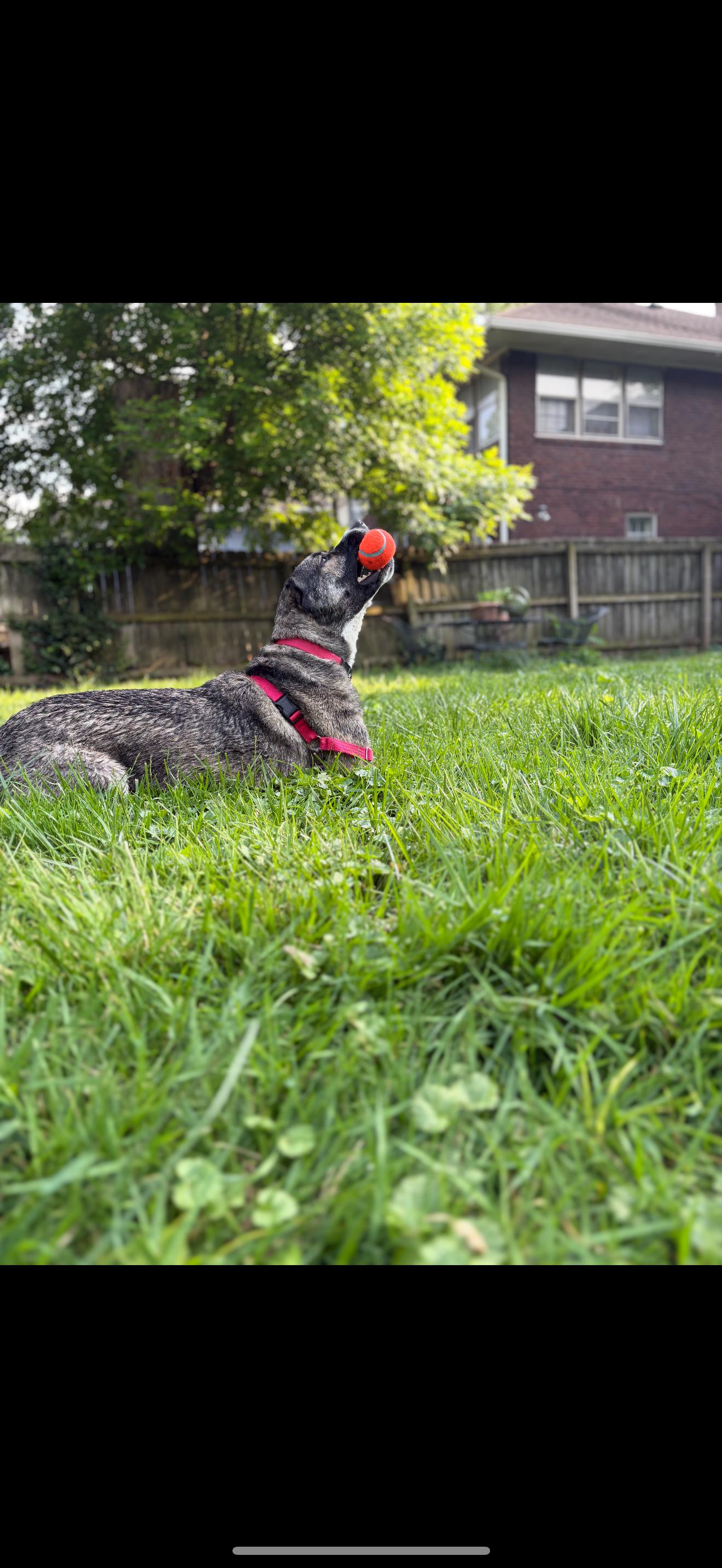 Lizzie, a Adoptable mixed breed in Greenwood, IN image 3/6