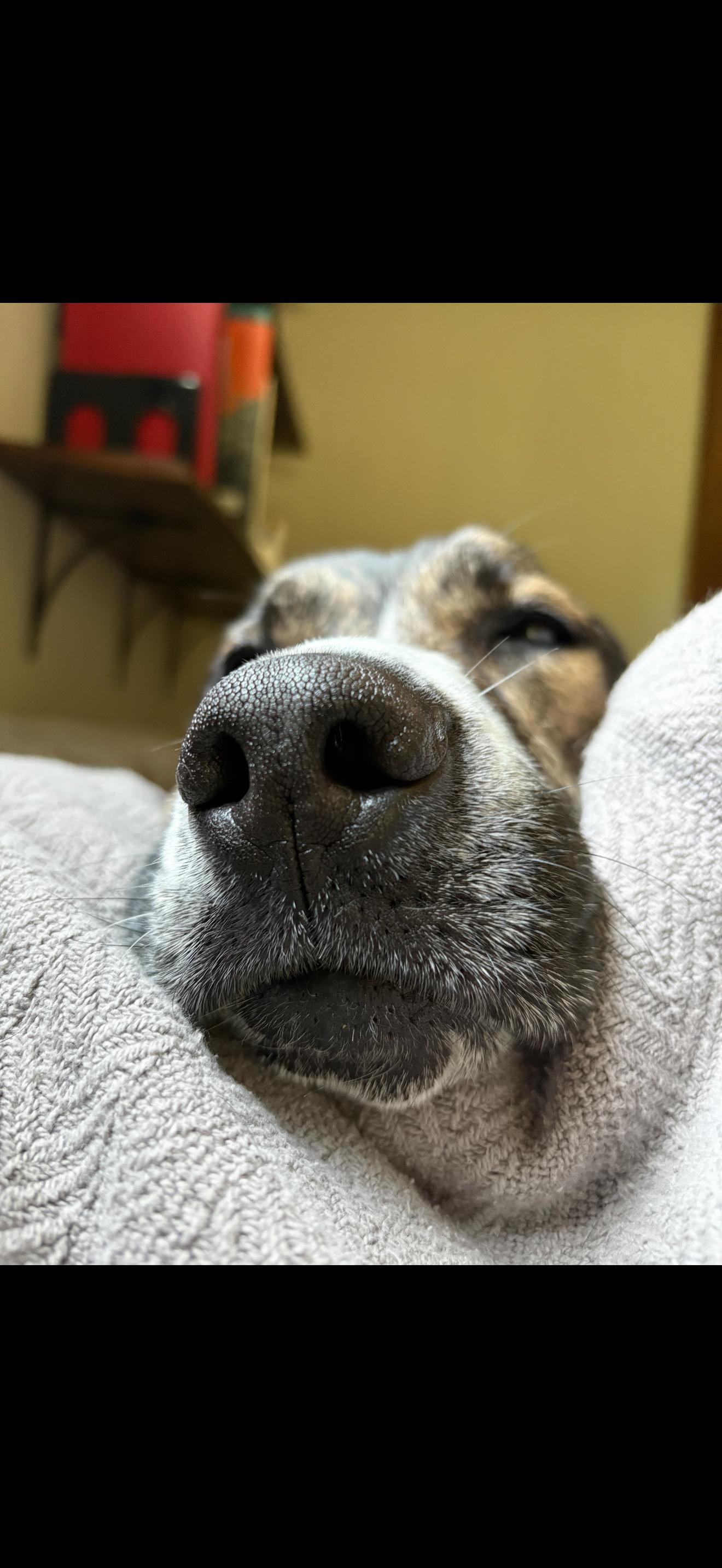 Lizzie, a Adoptable mixed breed in Greenwood, IN image 4/6