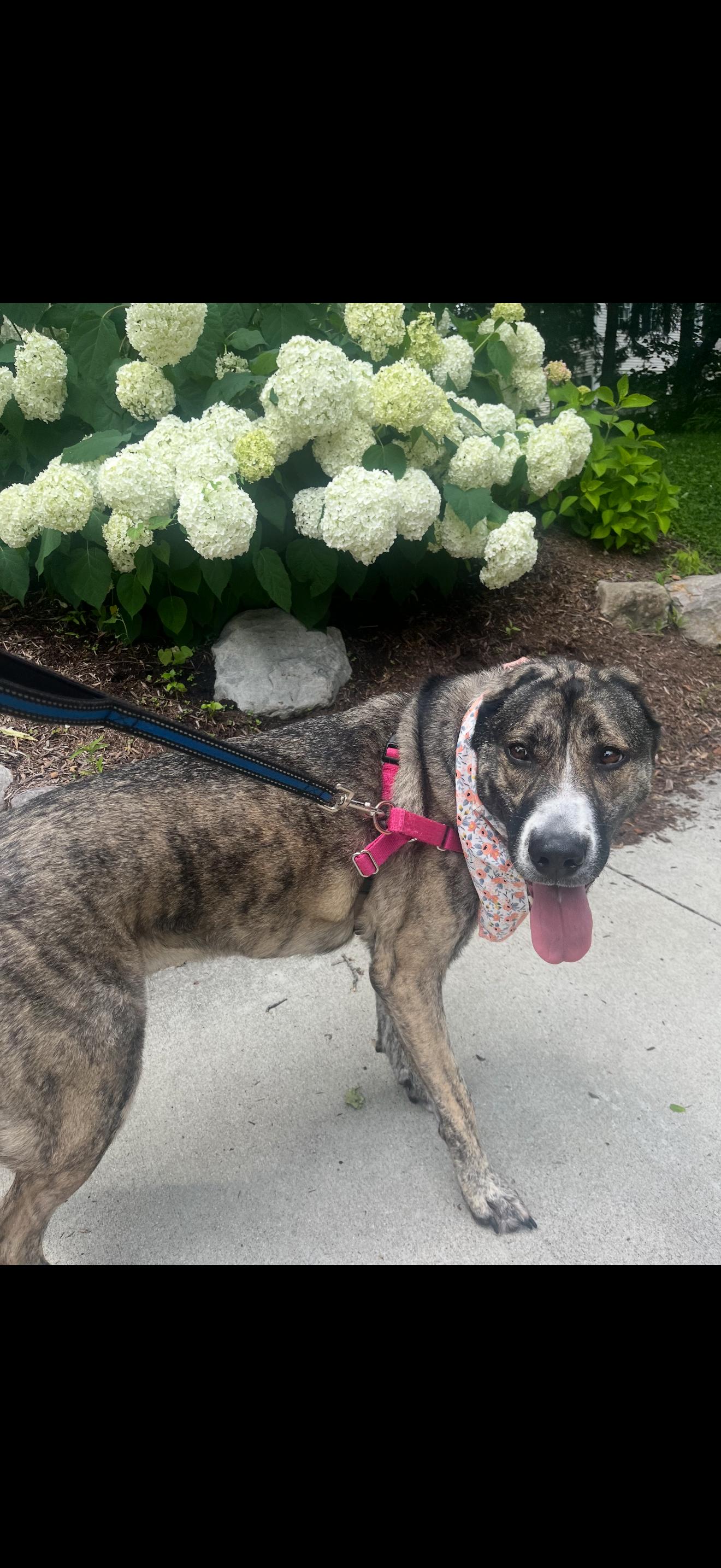 Lizzie, a Adoptable mixed breed in Greenwood, IN image 2/6