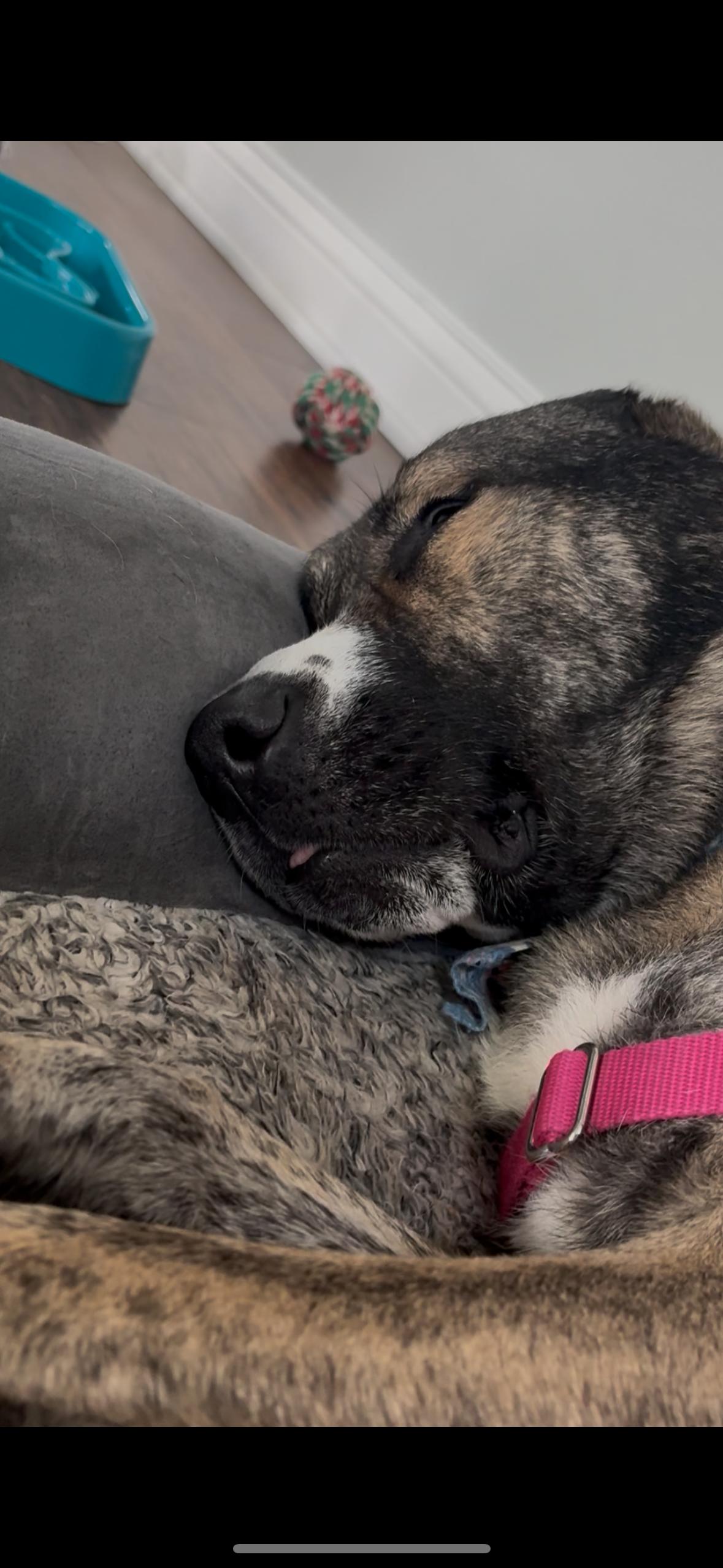 Lizzie, a Adoptable mixed breed in Greenwood, IN image 5/6