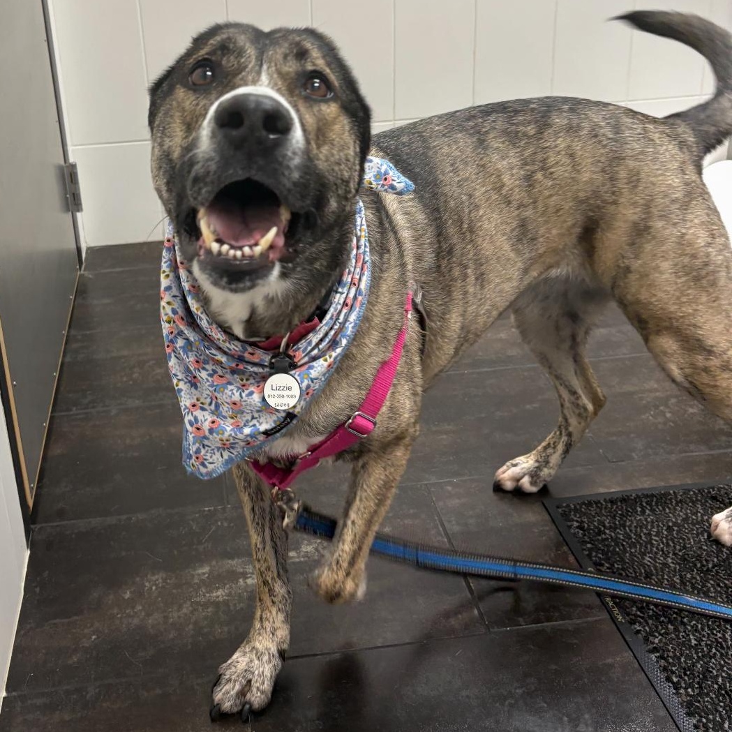 Lizzie, a Adoptable mixed breed in Greenwood, IN image 1/6