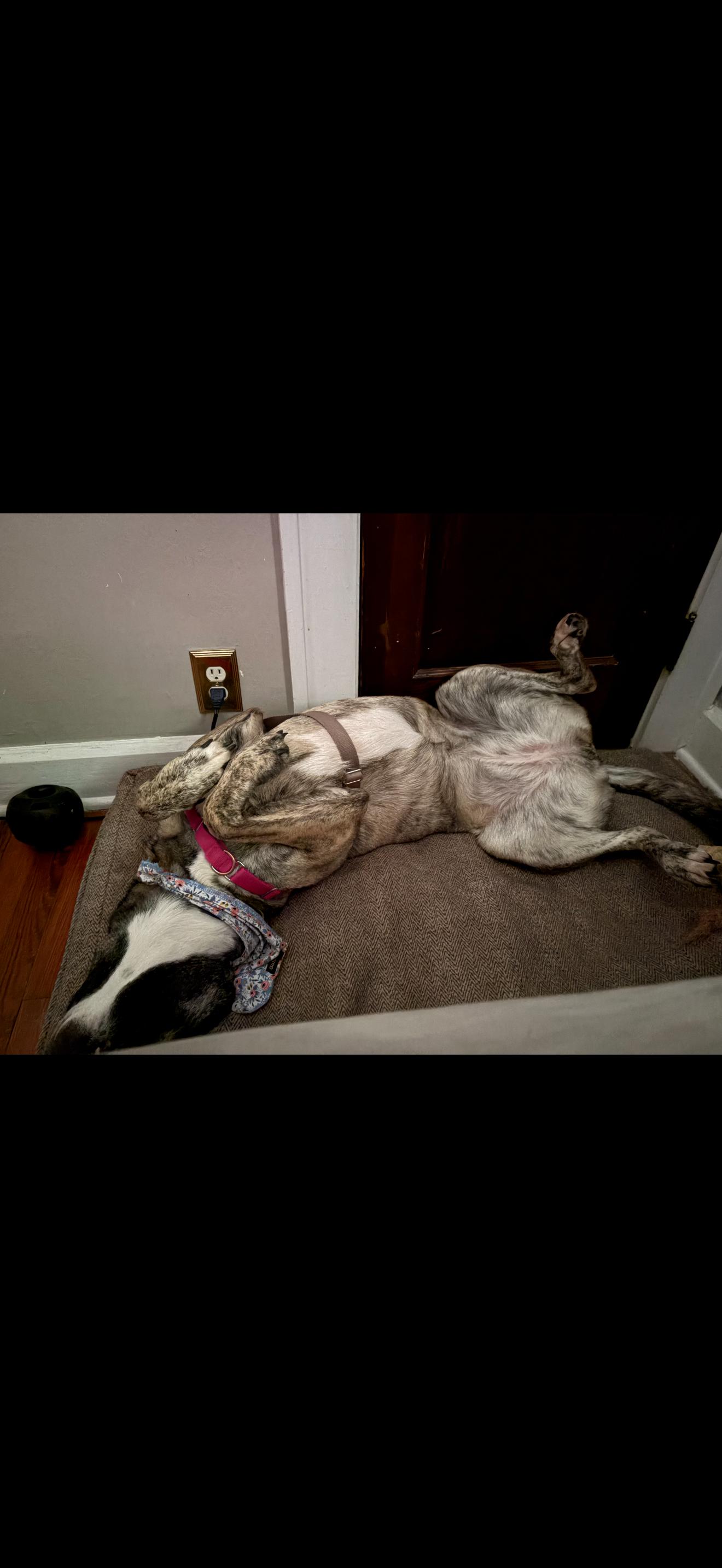 Lizzie, a Adoptable mixed breed in Greenwood, IN image 6/6