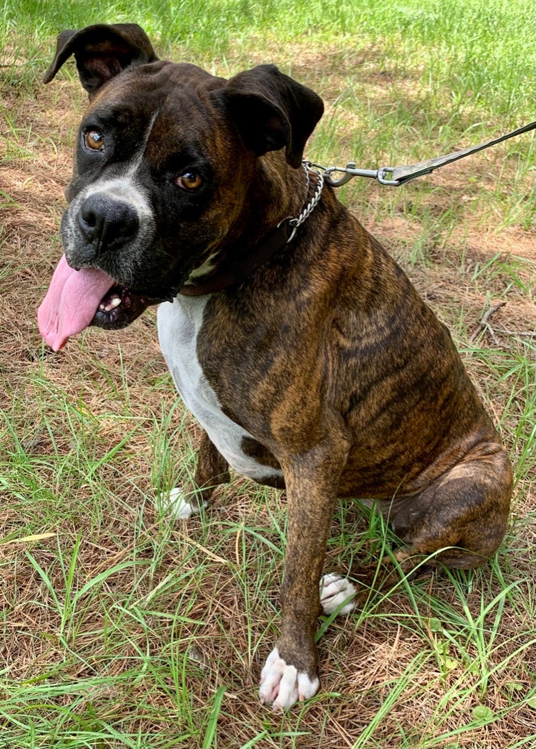 Enlarge Hazelnut, a Adoptable Boxer in Warwick, RI image 7/9