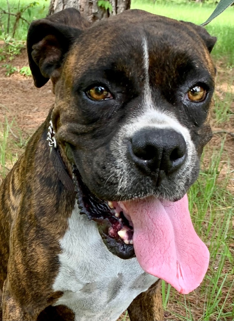 Hazelnut, Adoptable, Adult Female Boxer.