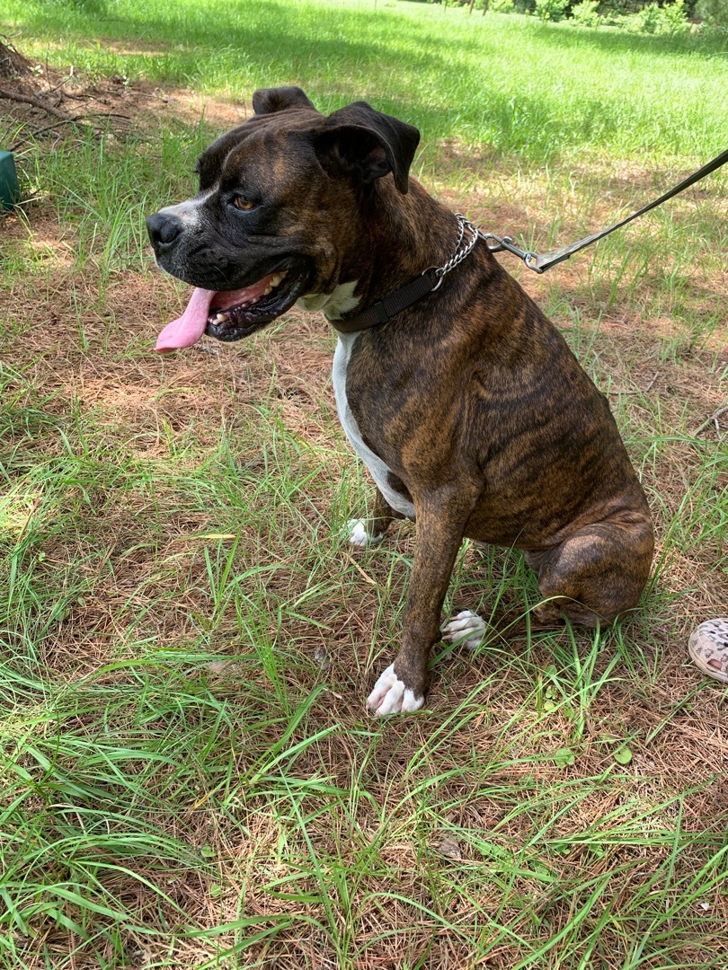 Enlarge Hazelnut, a Adoptable Boxer in Warwick, RI image 9/9