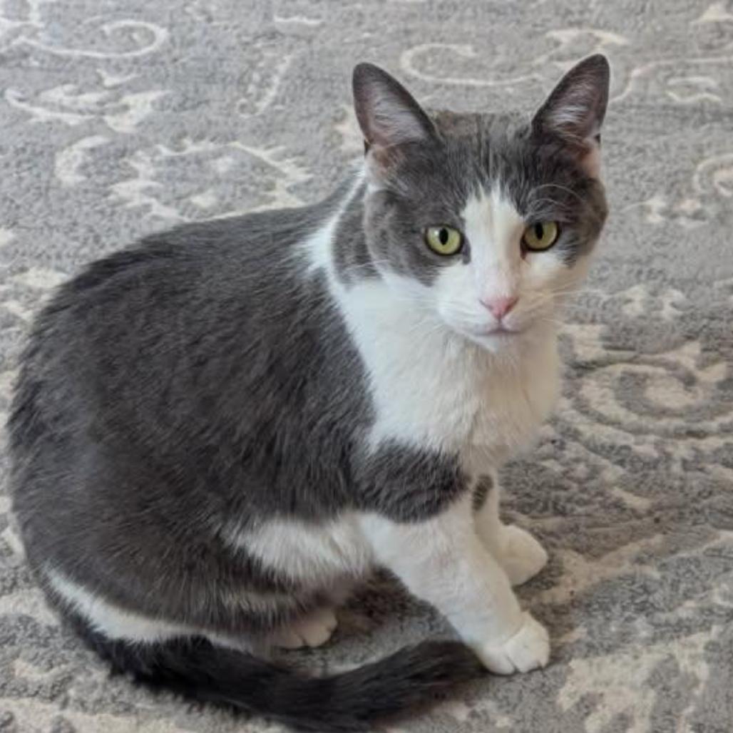 Muffin Miller, Adoptable, Adult Female Domestic Short Hair.