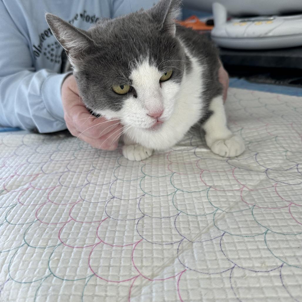 Enlarge Muffin Miller, a Adoptable Domestic Short Hair in Woodstock, VA image 2/2