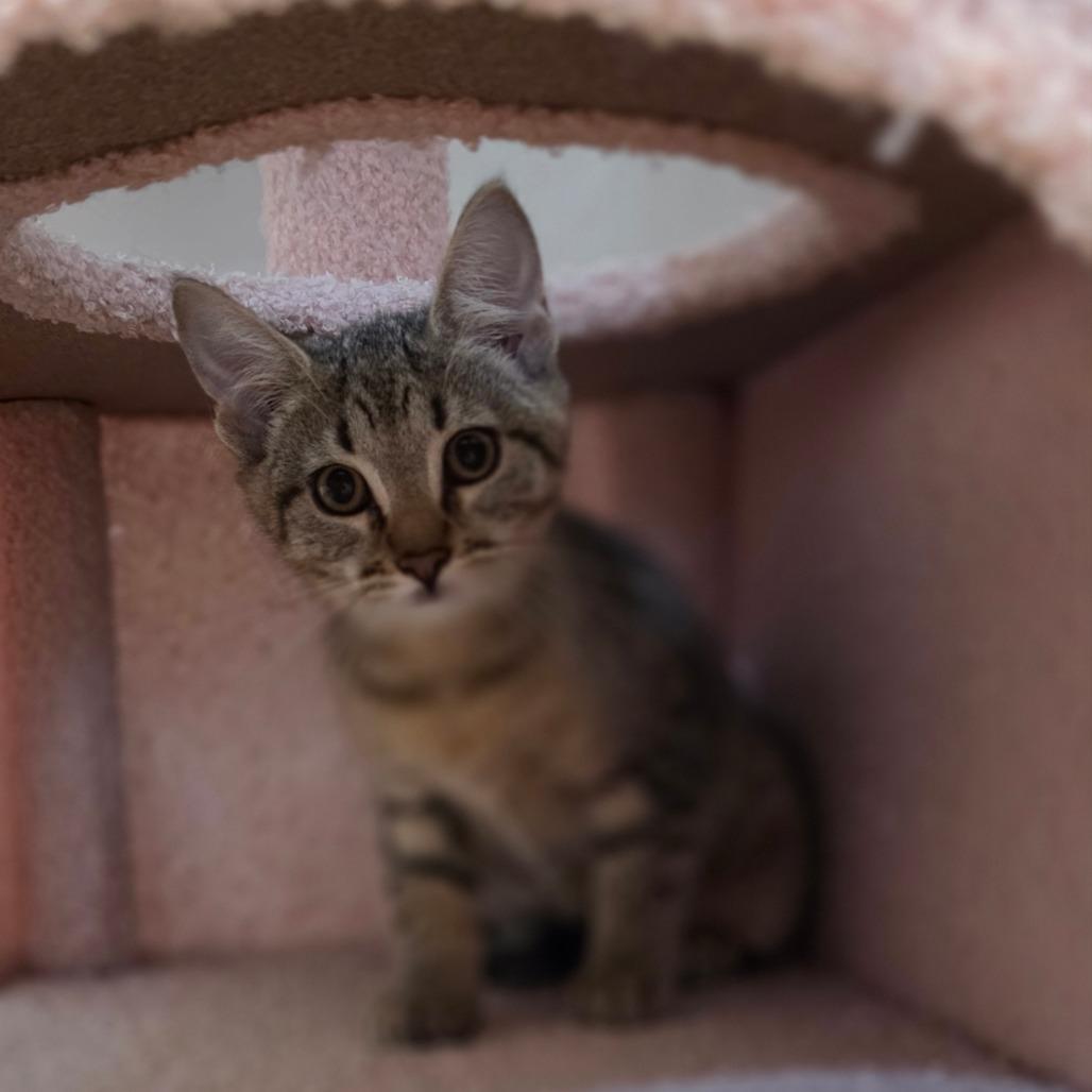 Enlarge Nutter Butter, a Adoptable Domestic Short Hair in Muncie, IN image 1/1