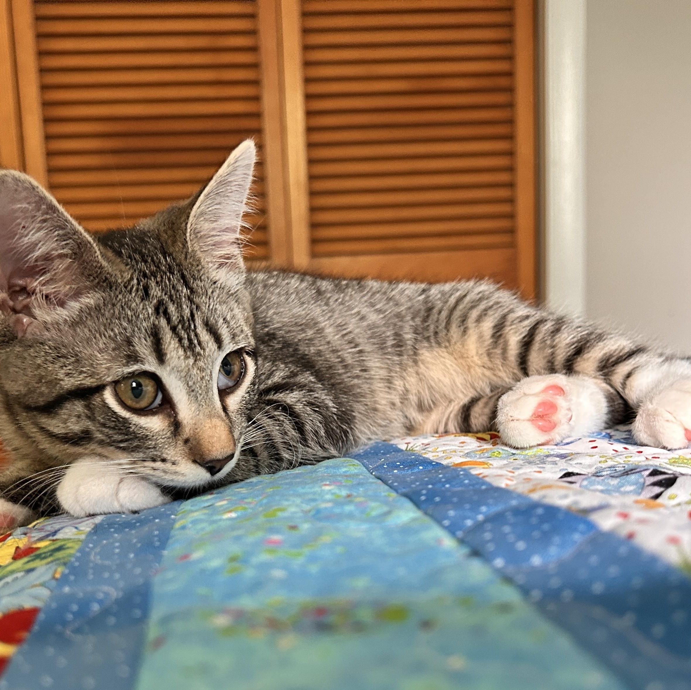 Enlarge Ariana, a ADOPTABLE Domestic Short Hair in Sewell, NJ image 3/4