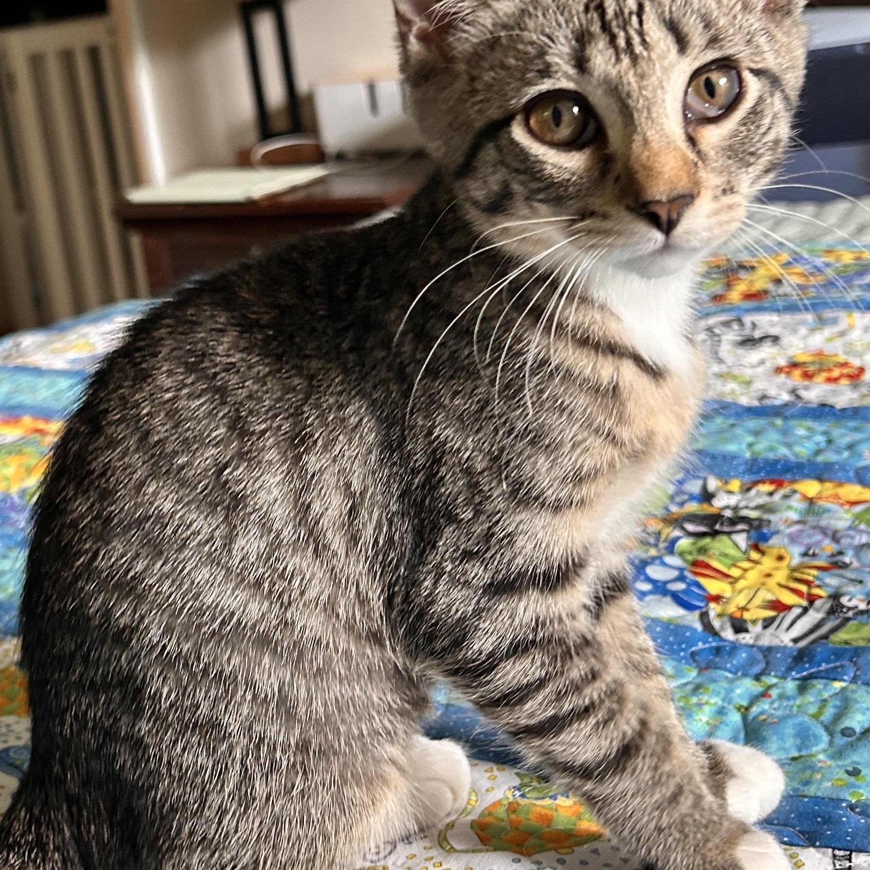 Ariana, ADOPTABLE, Kitten Female Domestic Short Hair.