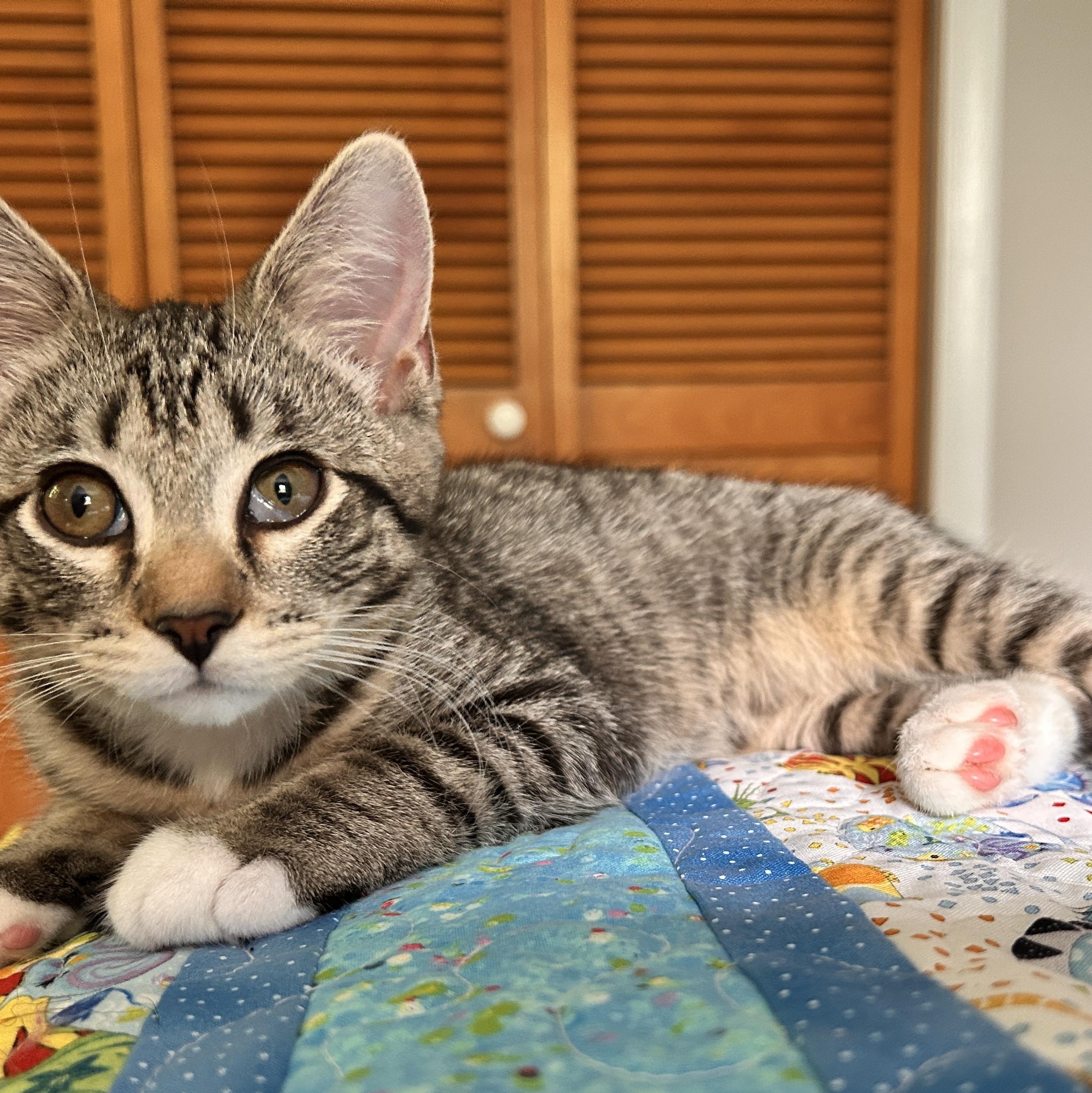 Enlarge Ariana, a ADOPTABLE Domestic Short Hair in Sewell, NJ image 2/4
