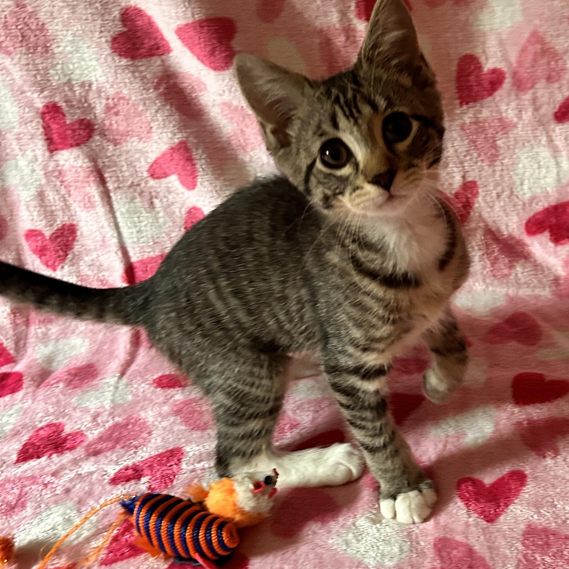Enlarge Ariana, a ADOPTABLE Domestic Short Hair in Sewell, NJ image 4/4