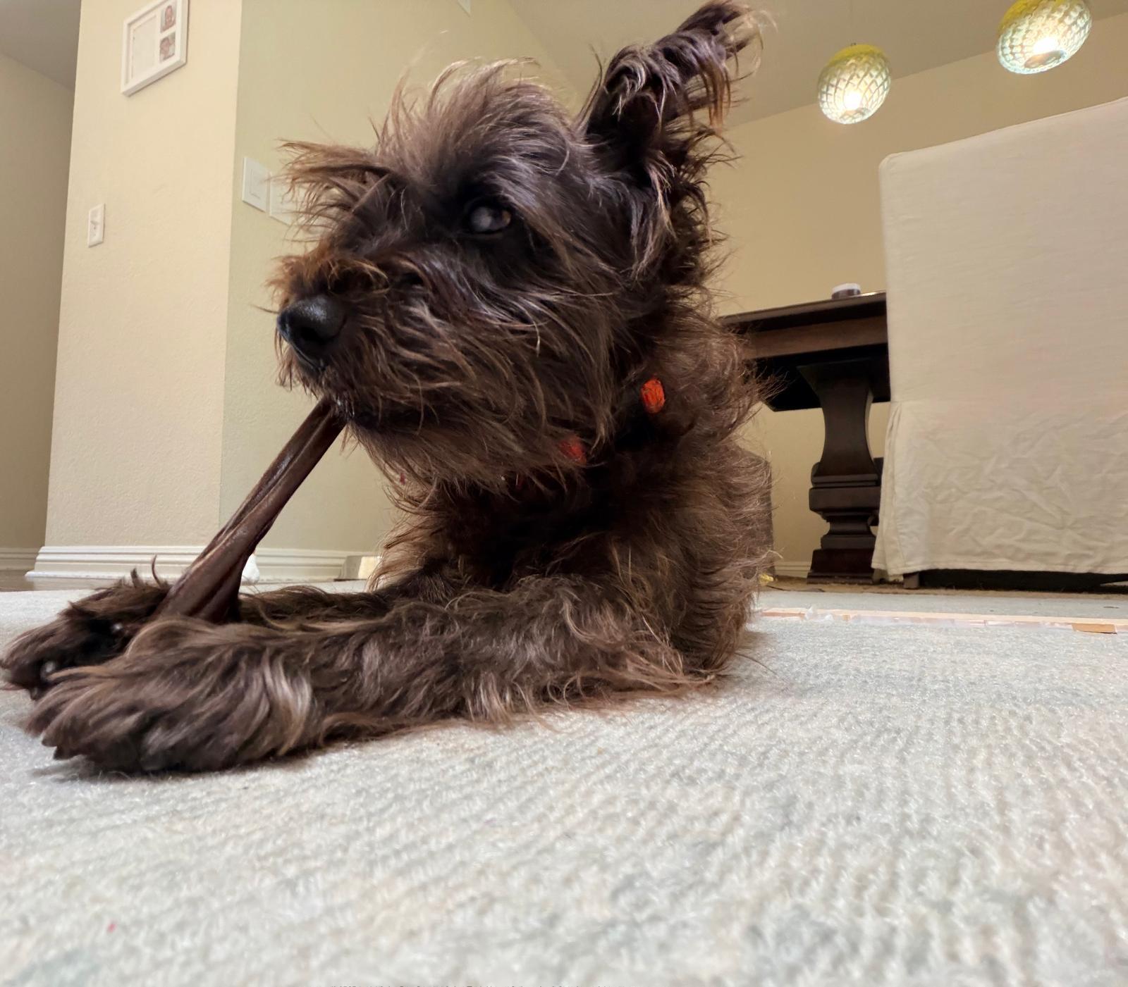 Enlarge Toto, a Adoptable mixed breed in Laguna Beach, CA image 4/6