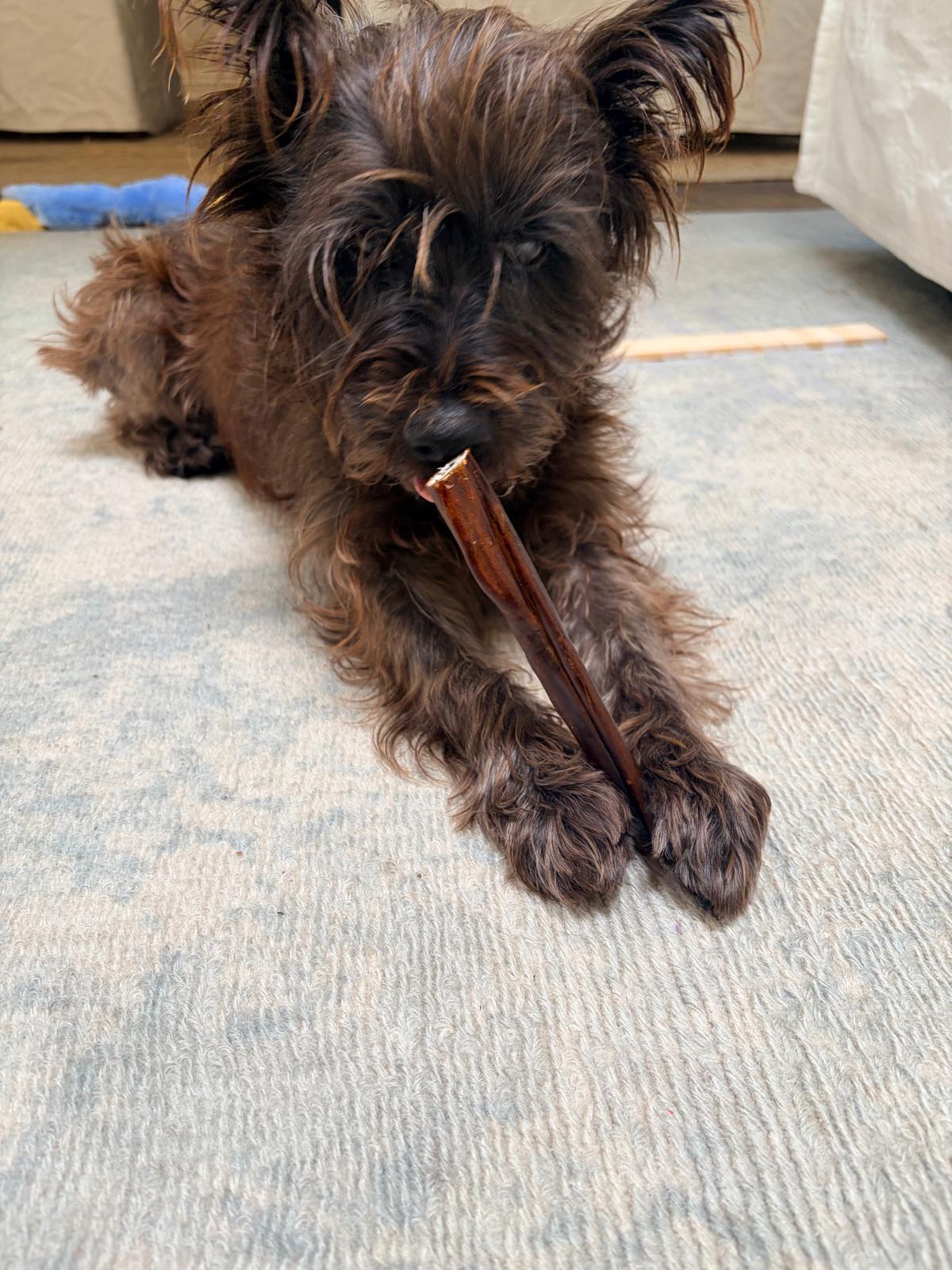 Enlarge Toto, a Adoptable mixed breed in Laguna Beach, CA image 3/6