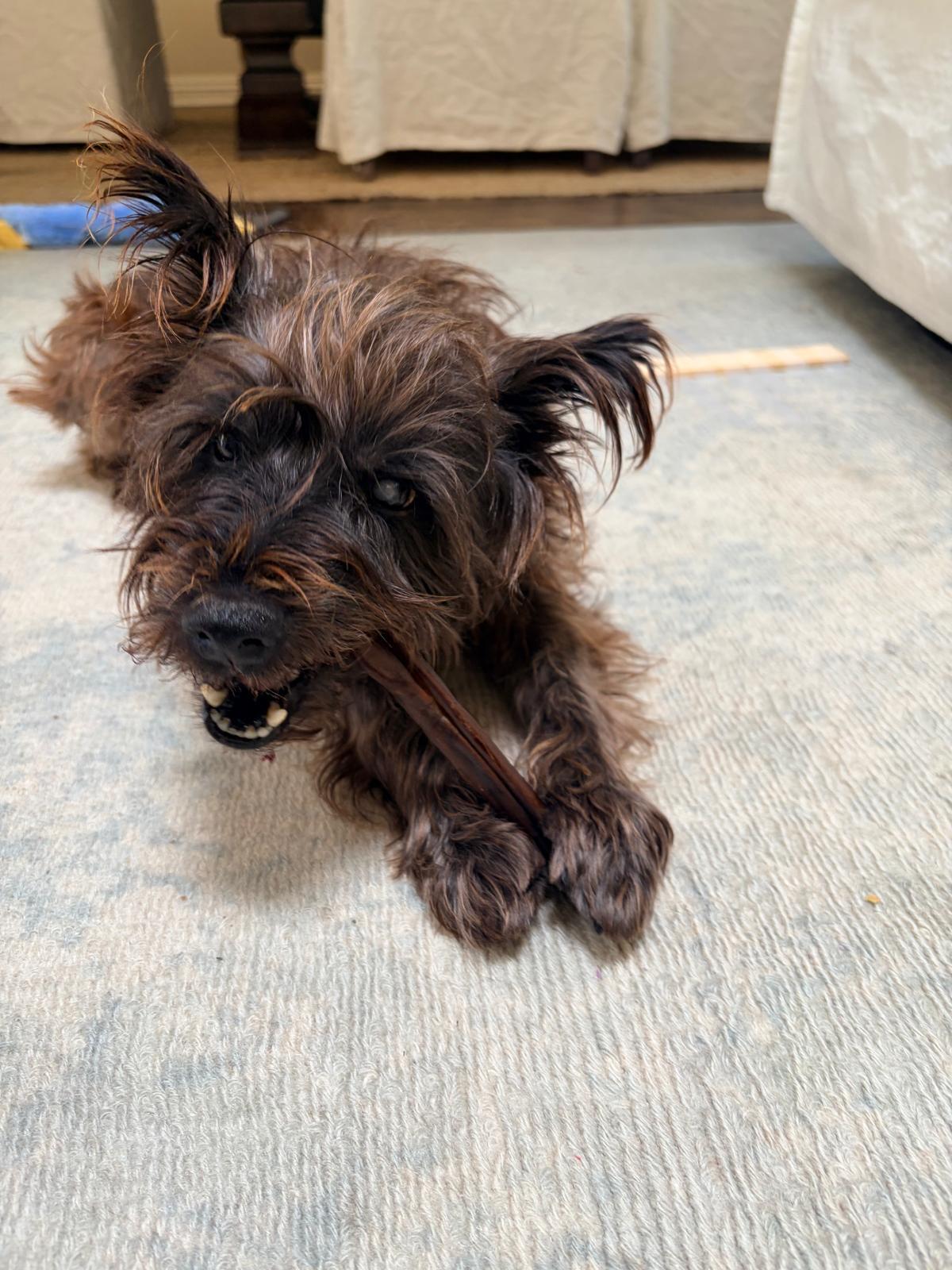 Enlarge Toto, a Adoptable mixed breed in Laguna Beach, CA image 5/6